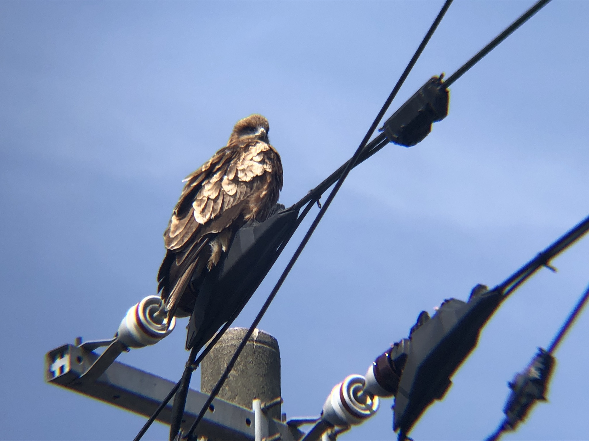 トビ 牟礼町3月撮影