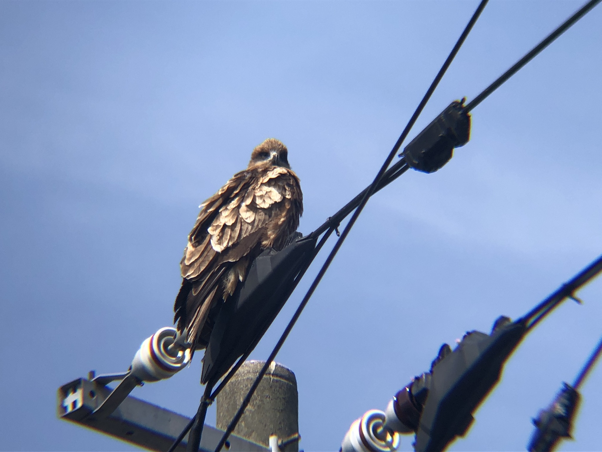 トビ 牟礼町3月撮影