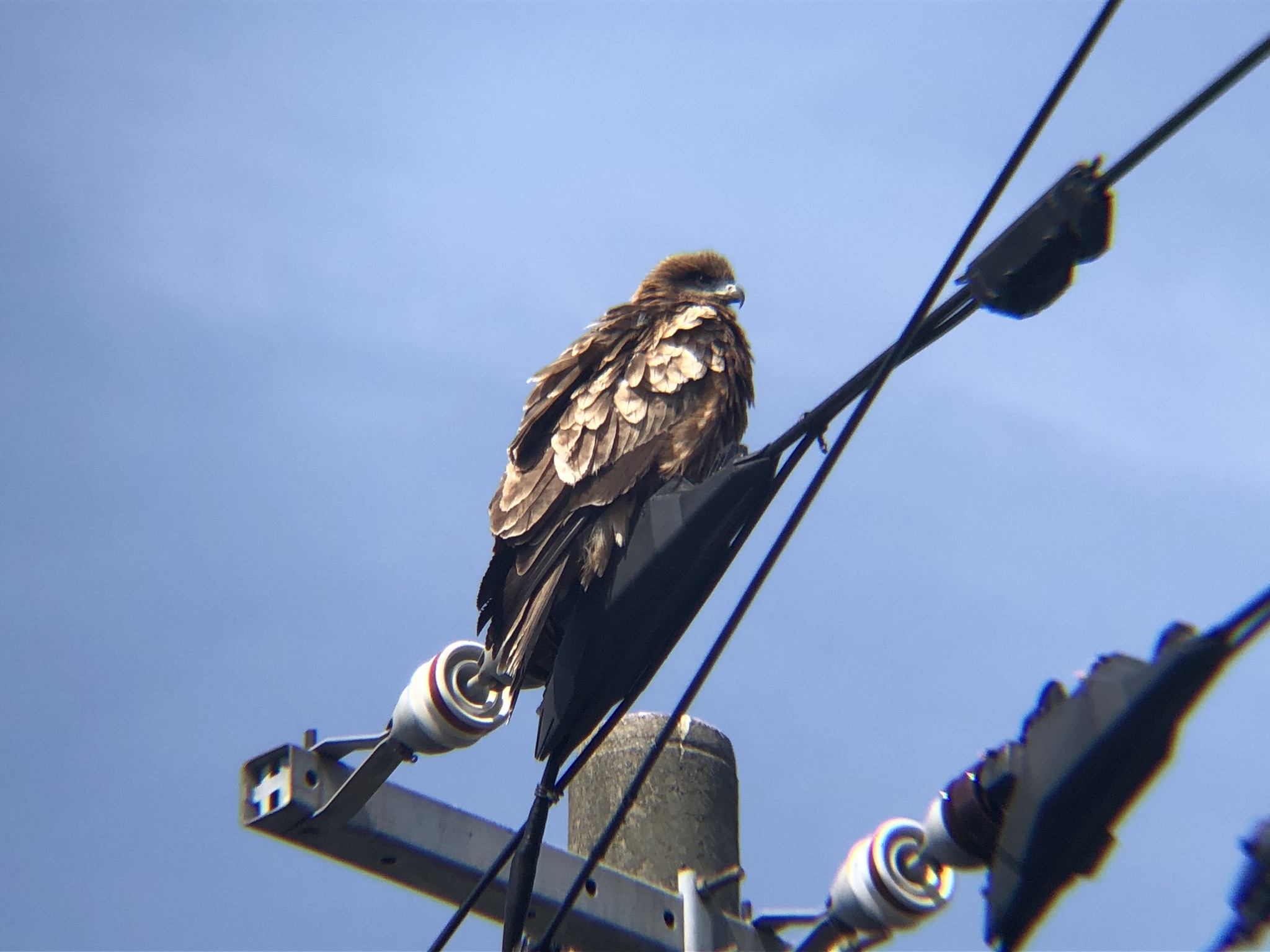 トビ 牟礼町3月撮影