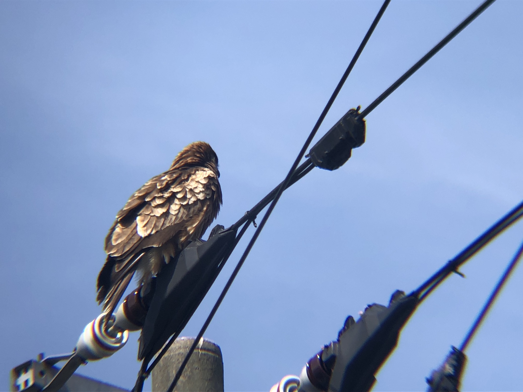 トビ 牟礼町3月撮影