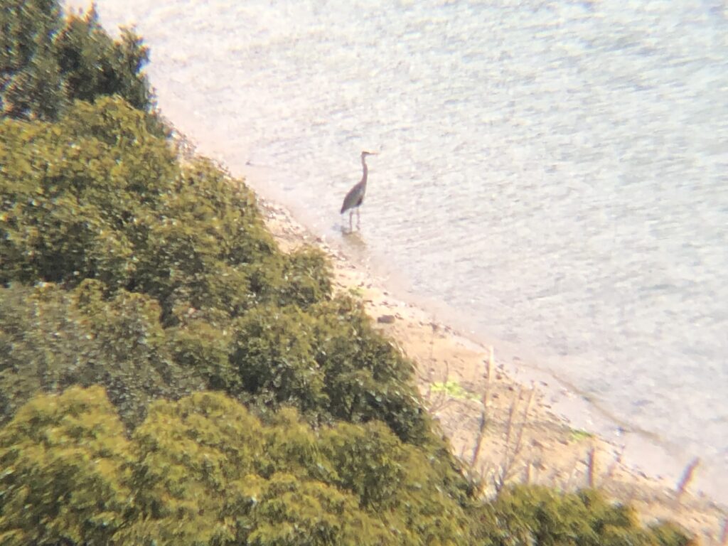 アオサギ 牟礼町海岸３月撮影