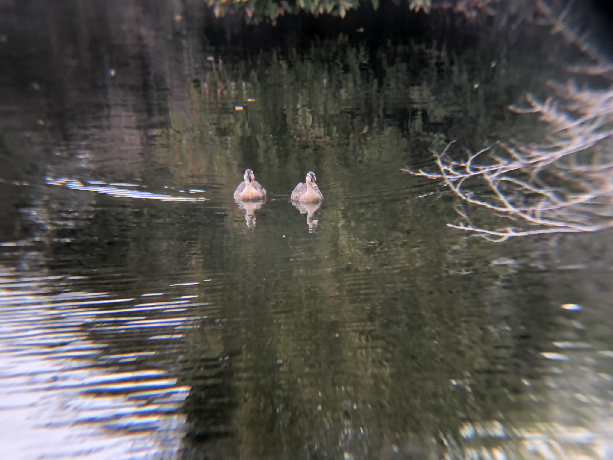 カルガモ牟礼町ため池3月