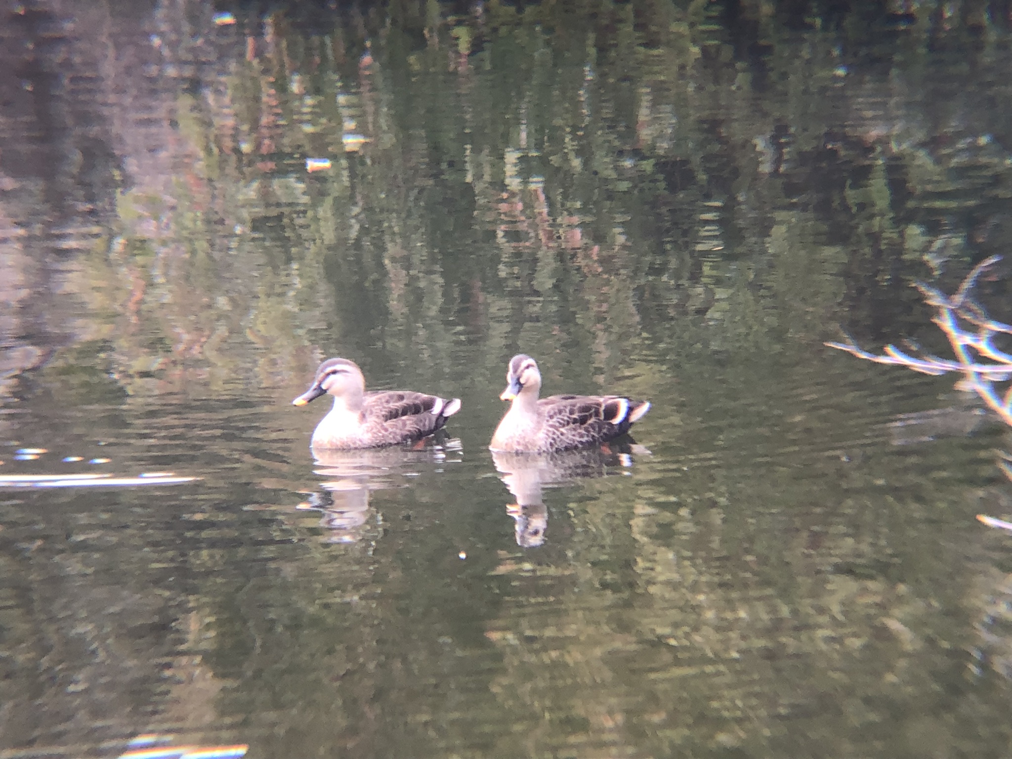 カルガモ牟礼町ため池3月