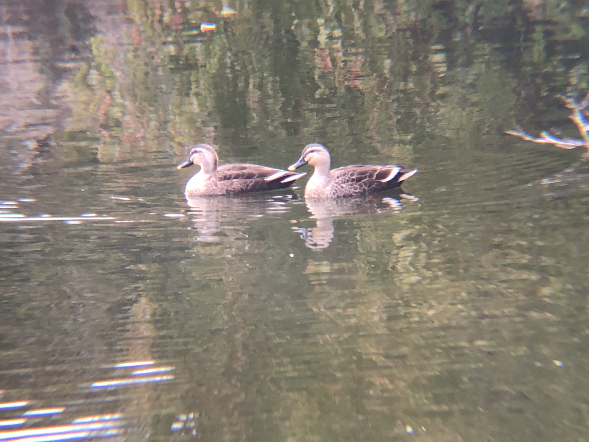 カルガモ牟礼町ため池3月