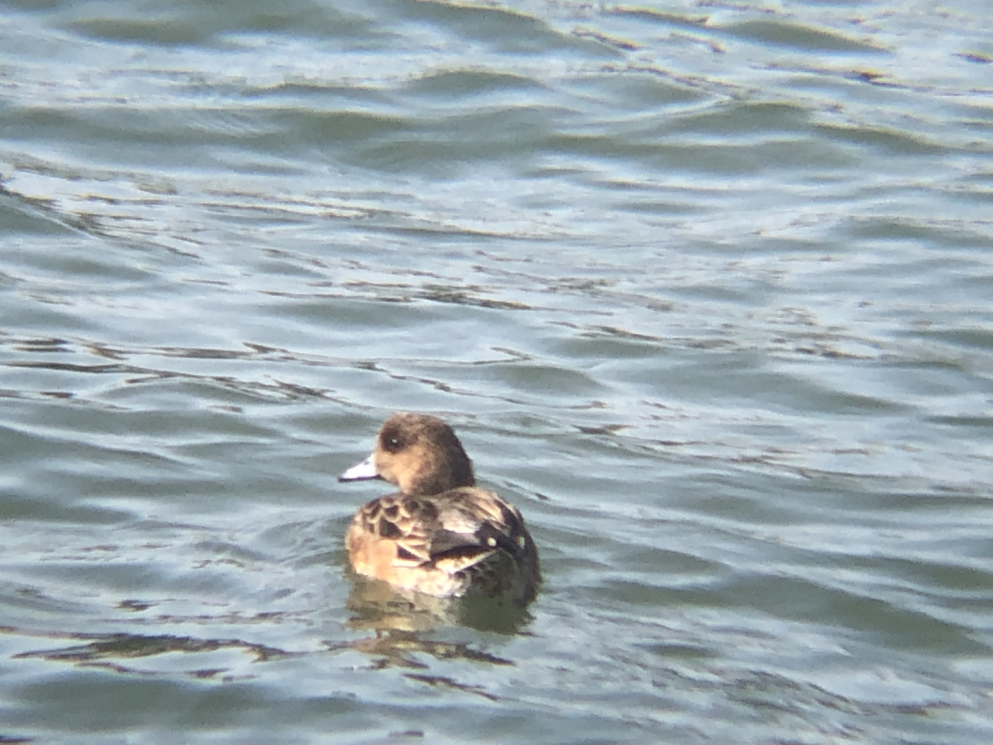 ヒドリガモメス