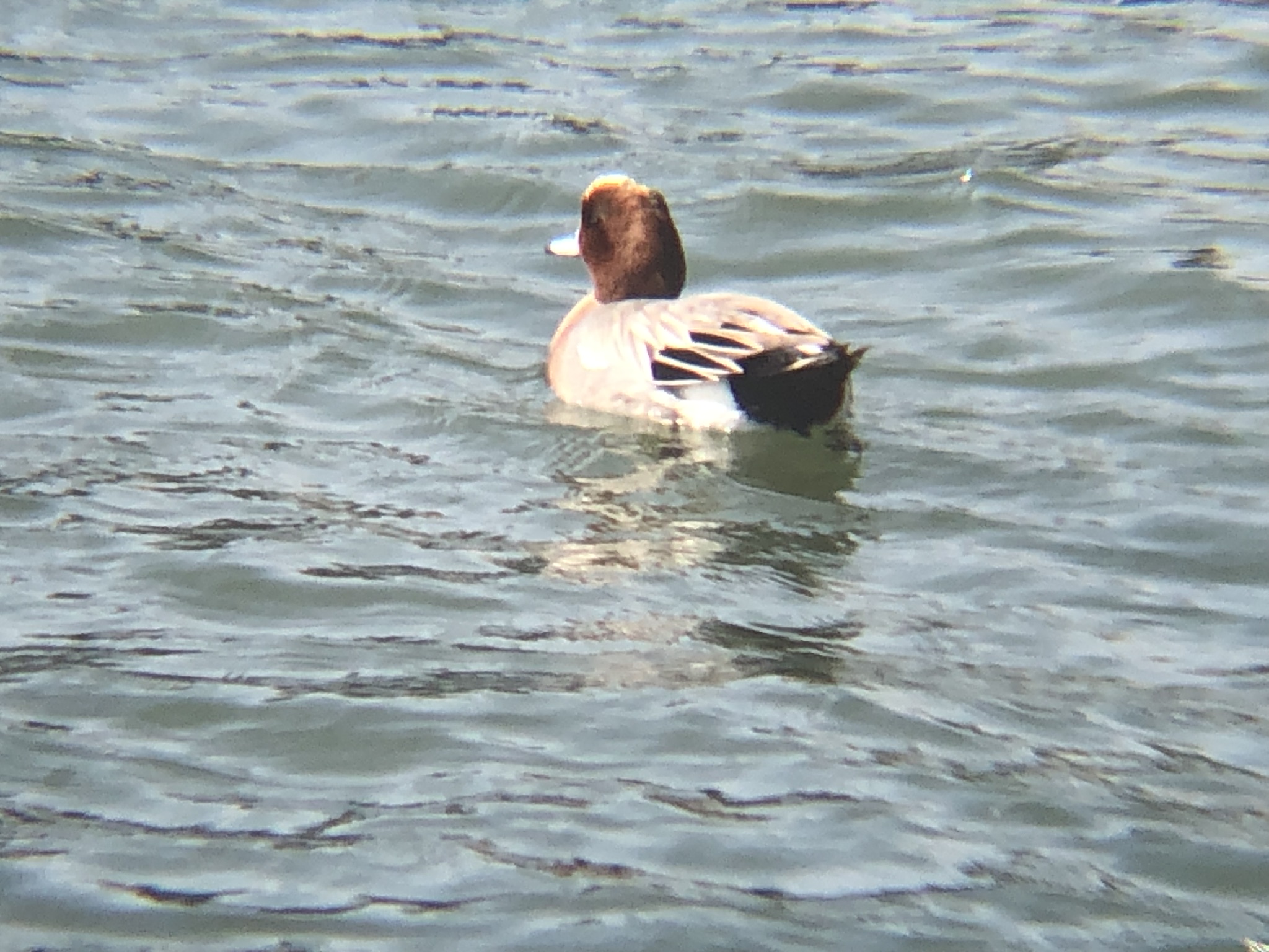 ヒドリガモのオス