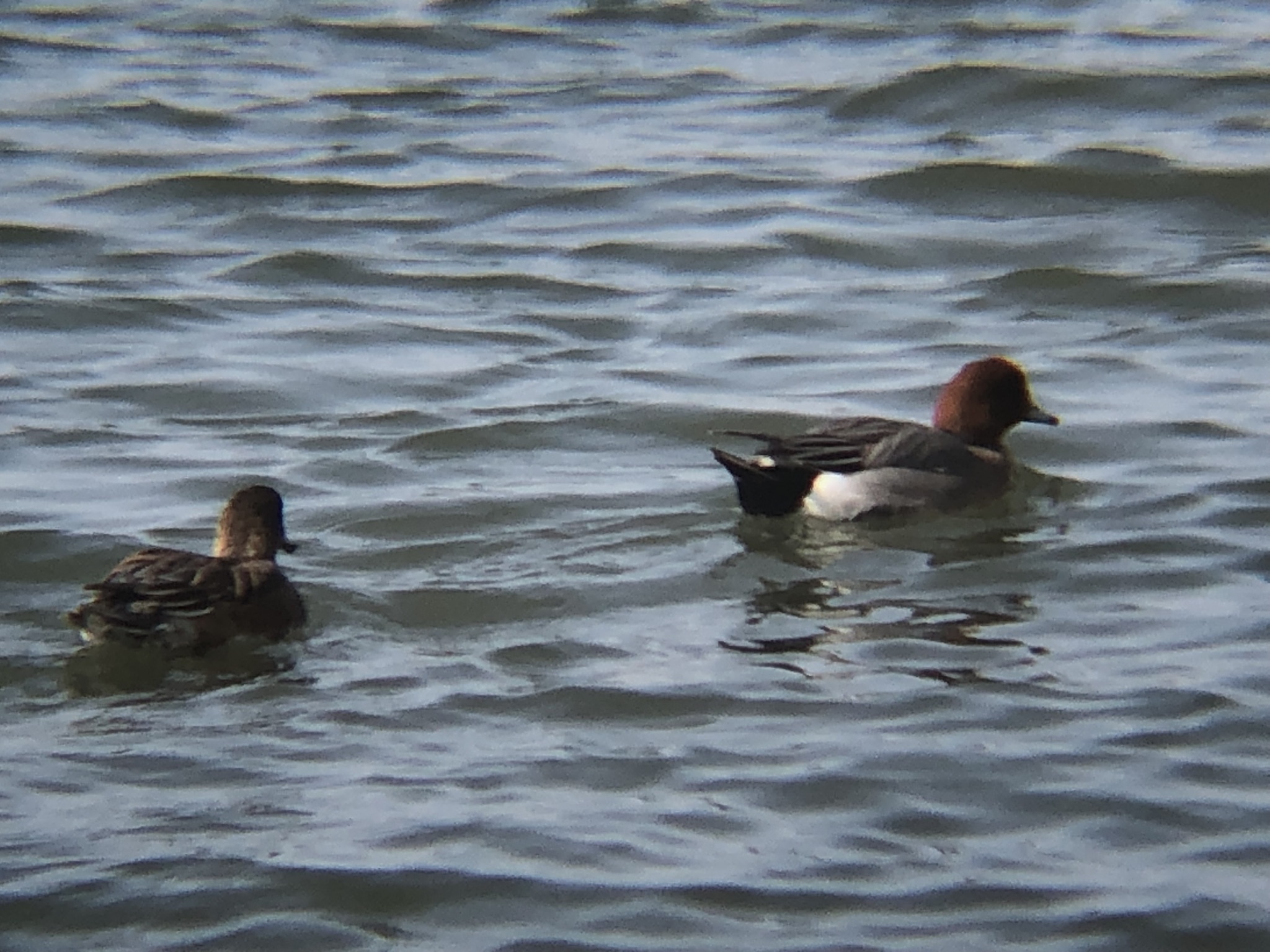 ヒドリガモのつがい