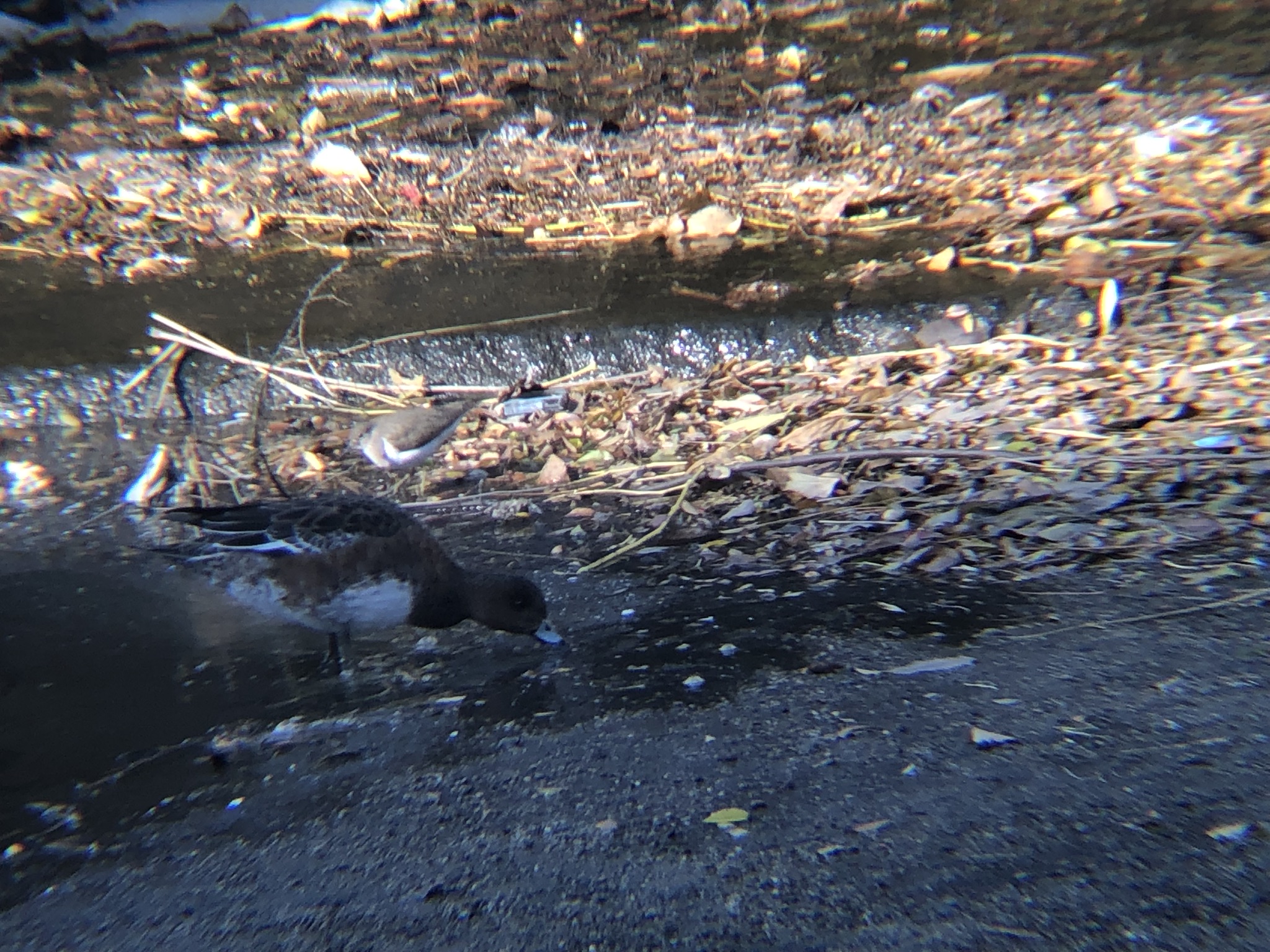 ヒドリガモ 高松市屋島 相引川 １月撮影