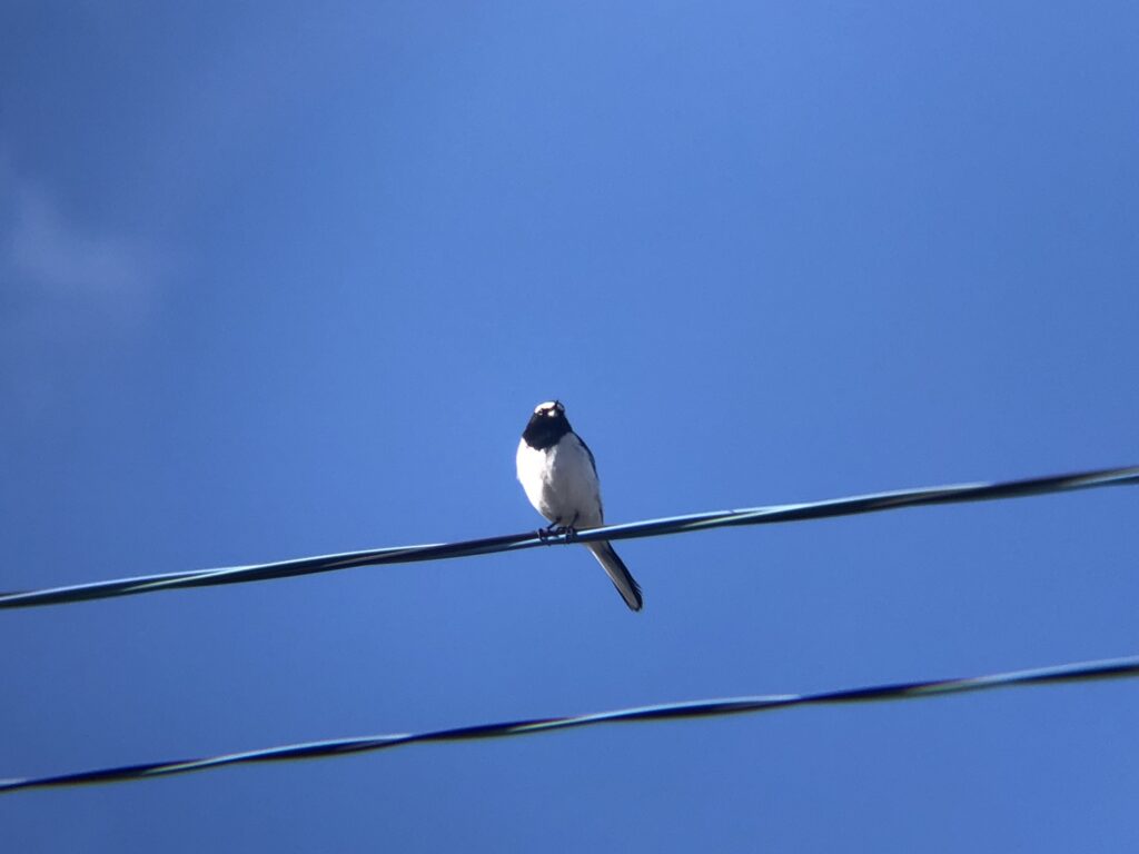 セグロセキレイ 高松市屋島東町3月撮影!