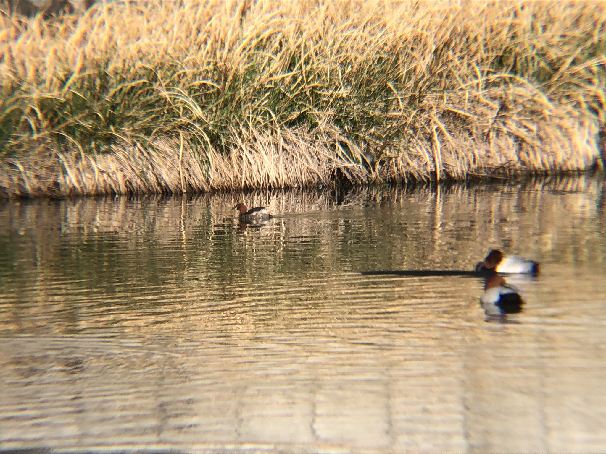 奥にいるのがカイツブリ