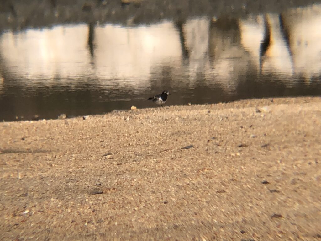 セグロセキレイ 高松市屋島東町3月撮影!