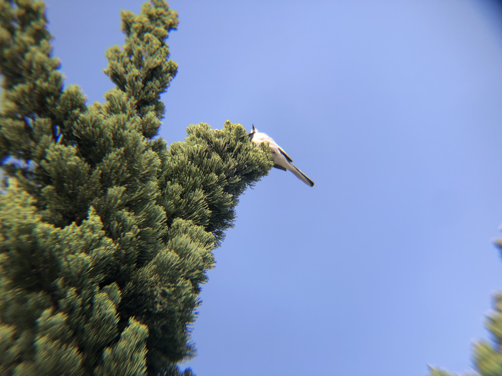 ハクセキレイ 高松市牟礼町八栗4月