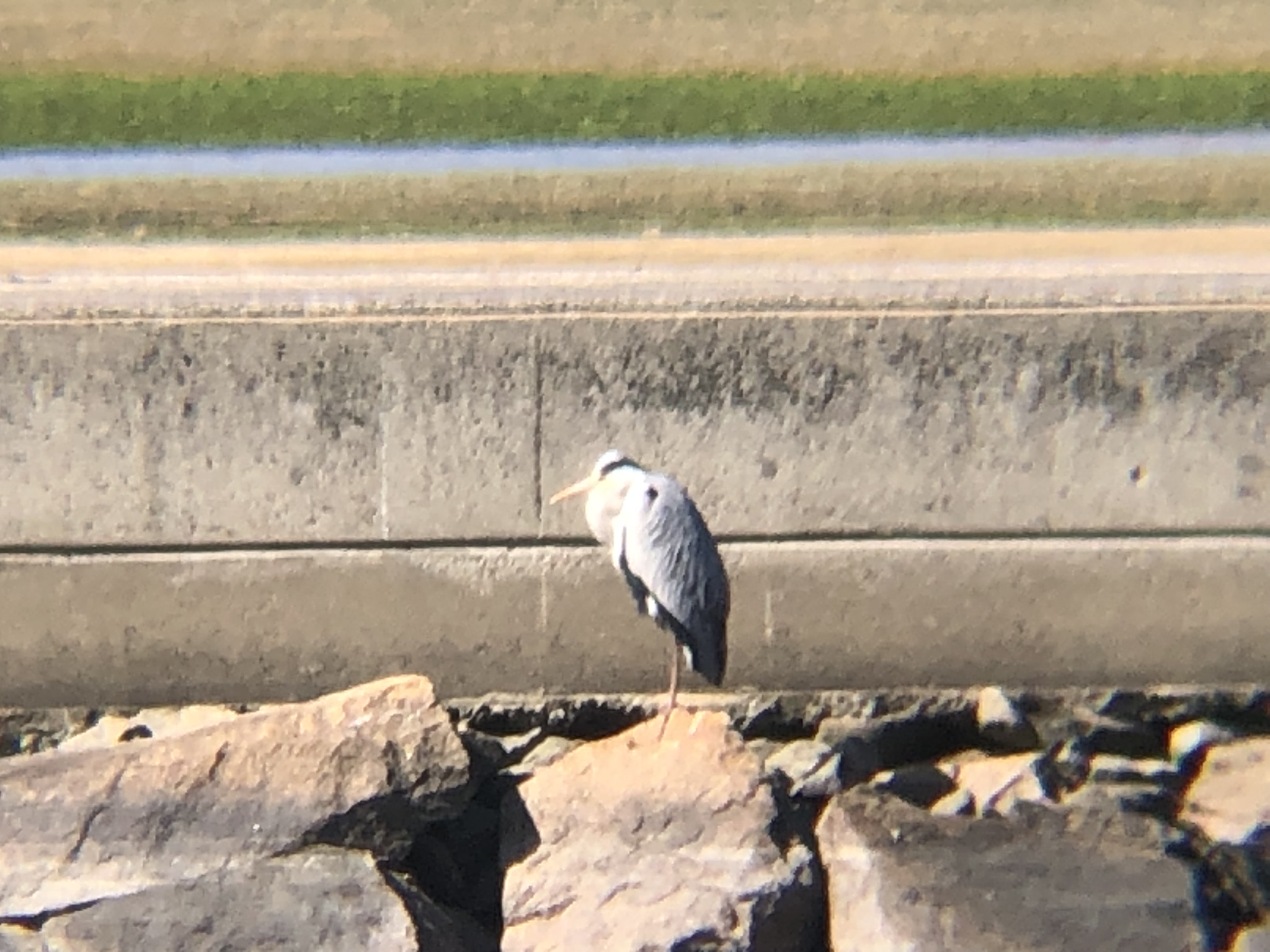 アオサギ 屋島河口4月撮影