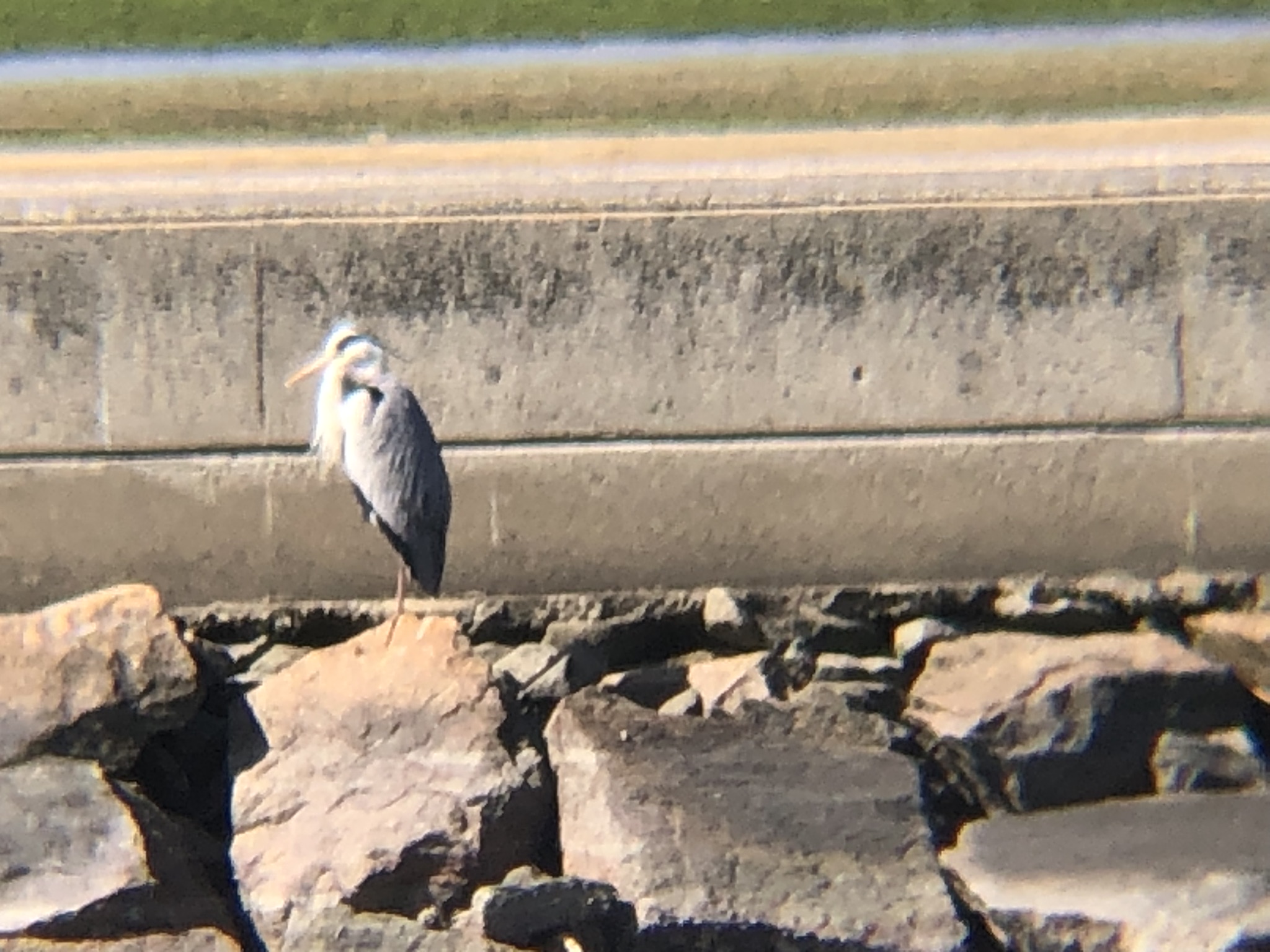 アオサギ 屋島河口4月撮影