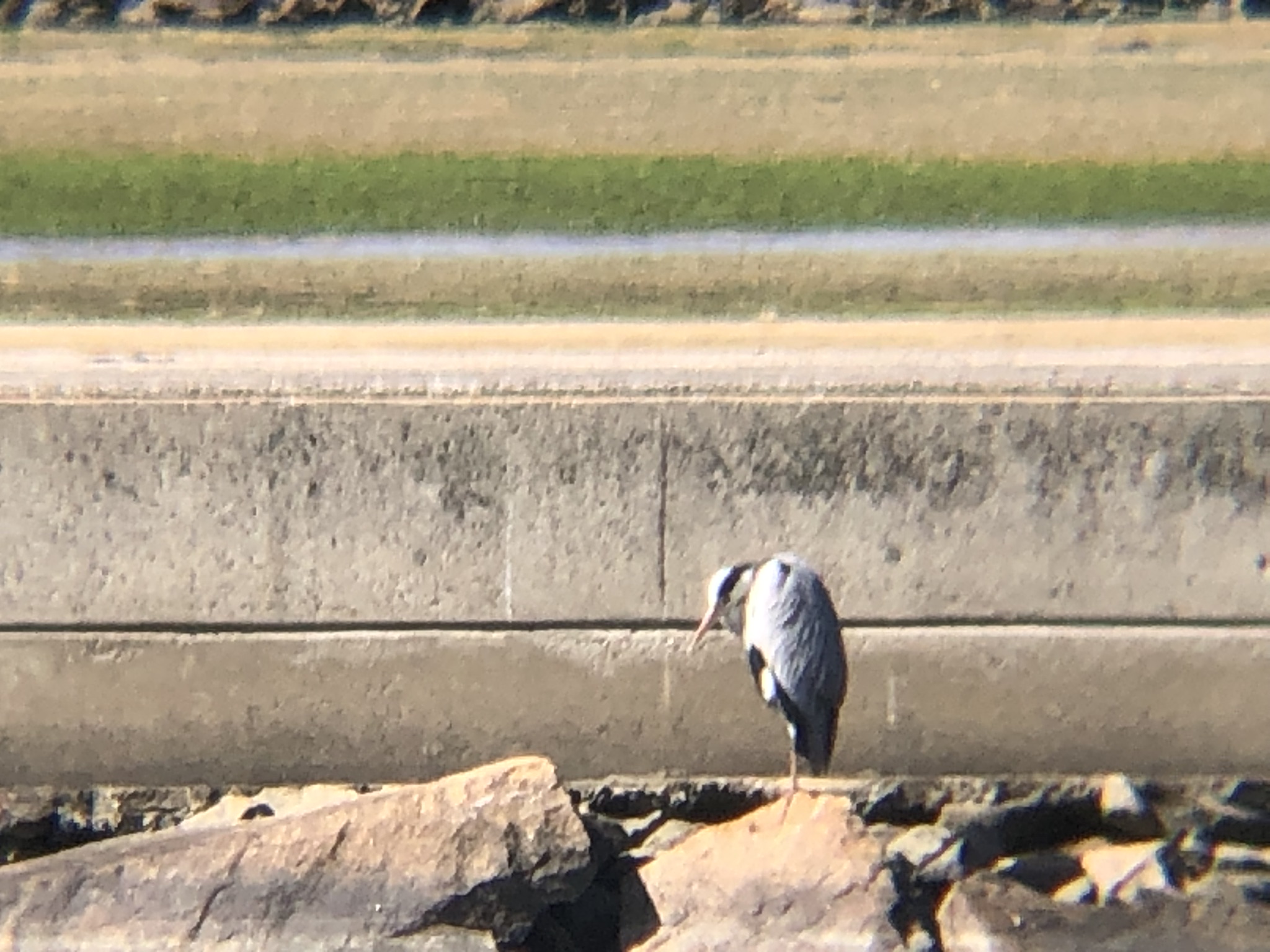 アオサギ 屋島河口4月撮影