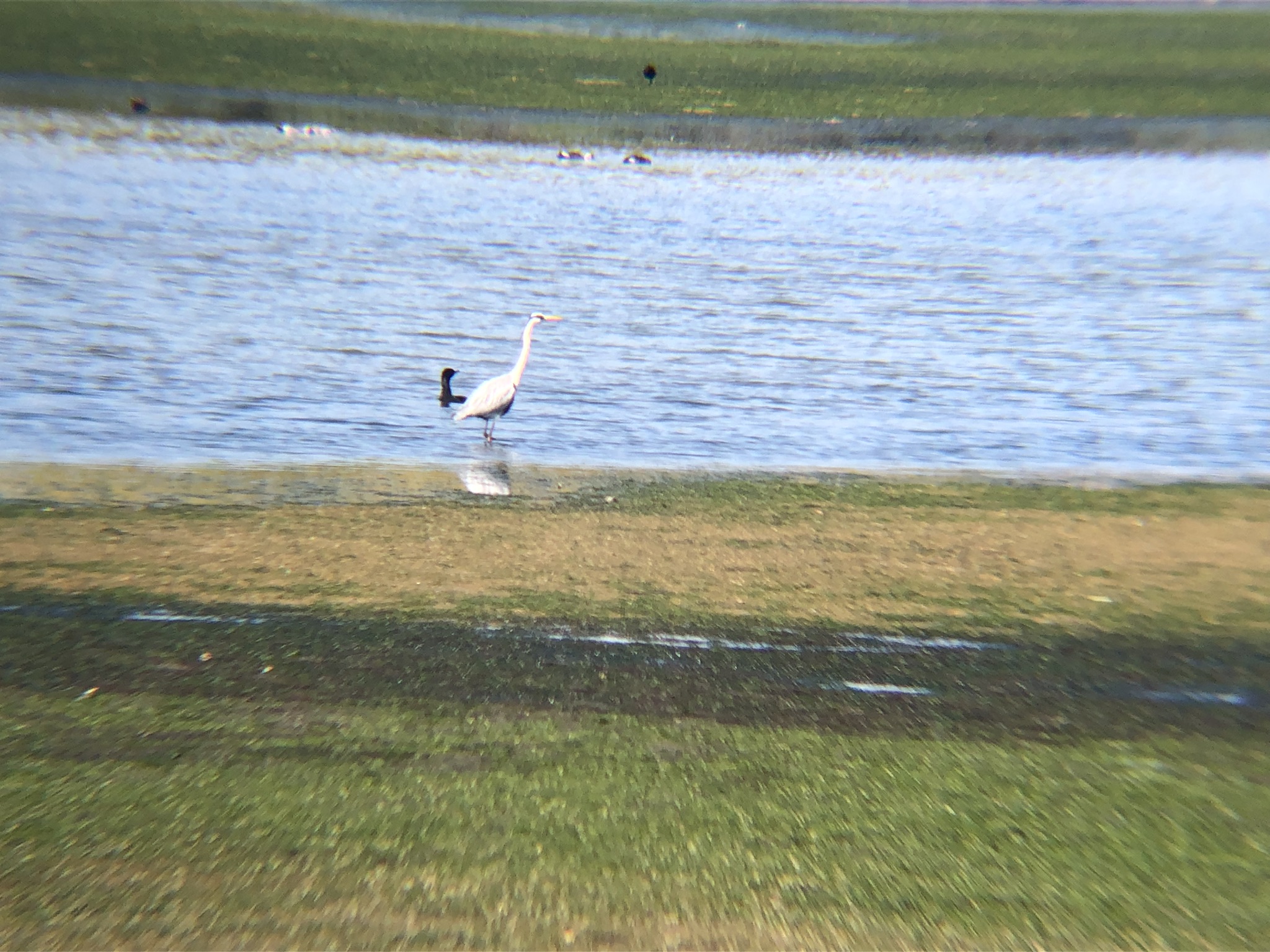 アオサギ 屋島河口4月撮影