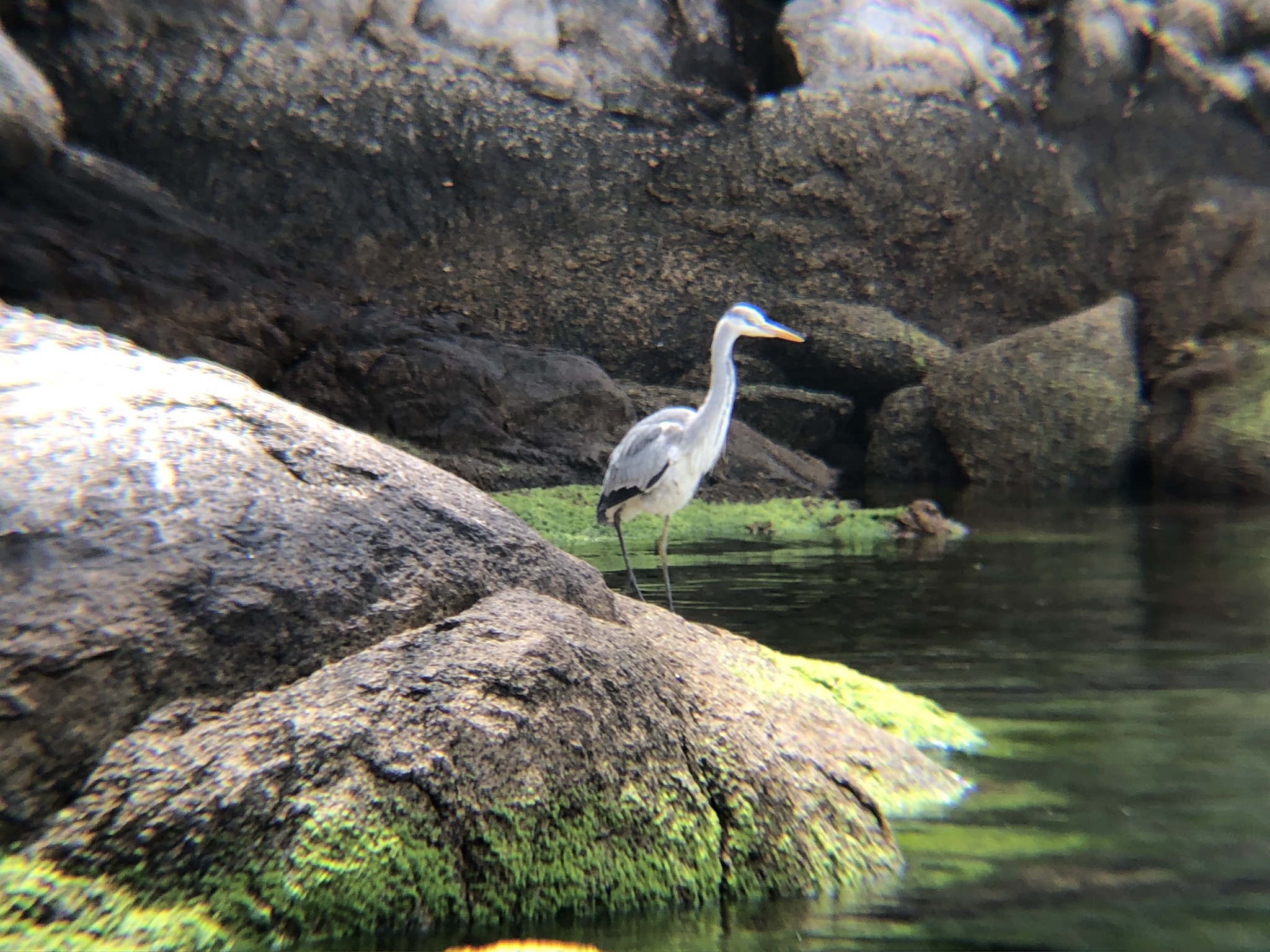 アオサギ 庵治町城岬公園4月