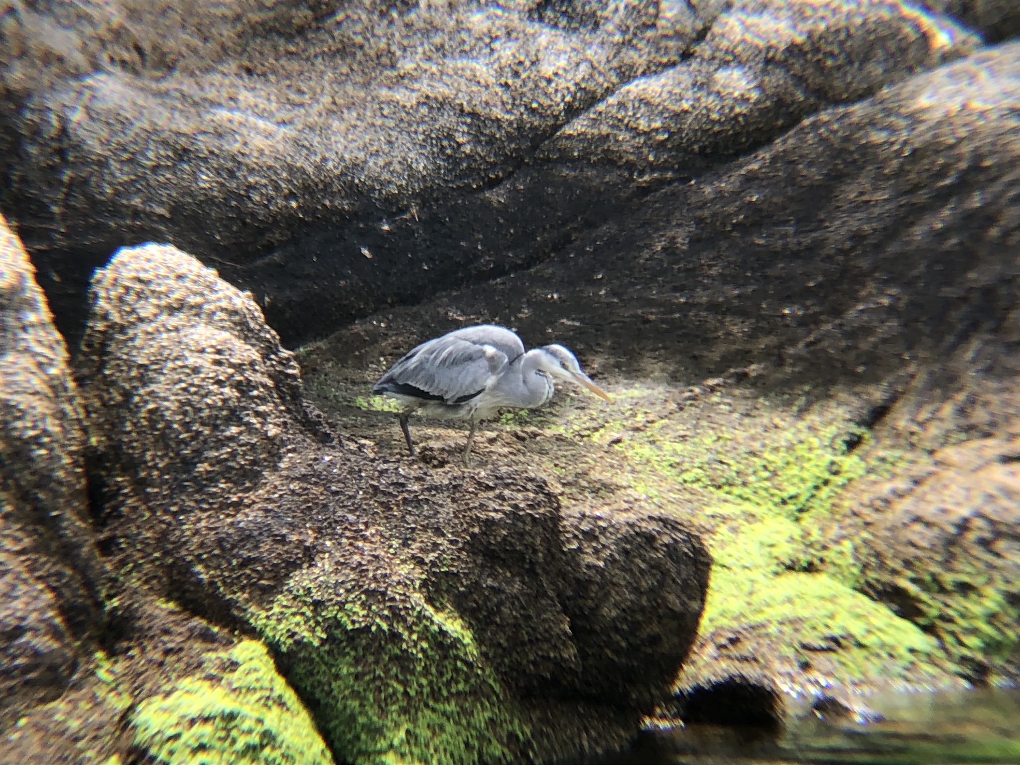 アオサギ 庵治町城岬公園4月