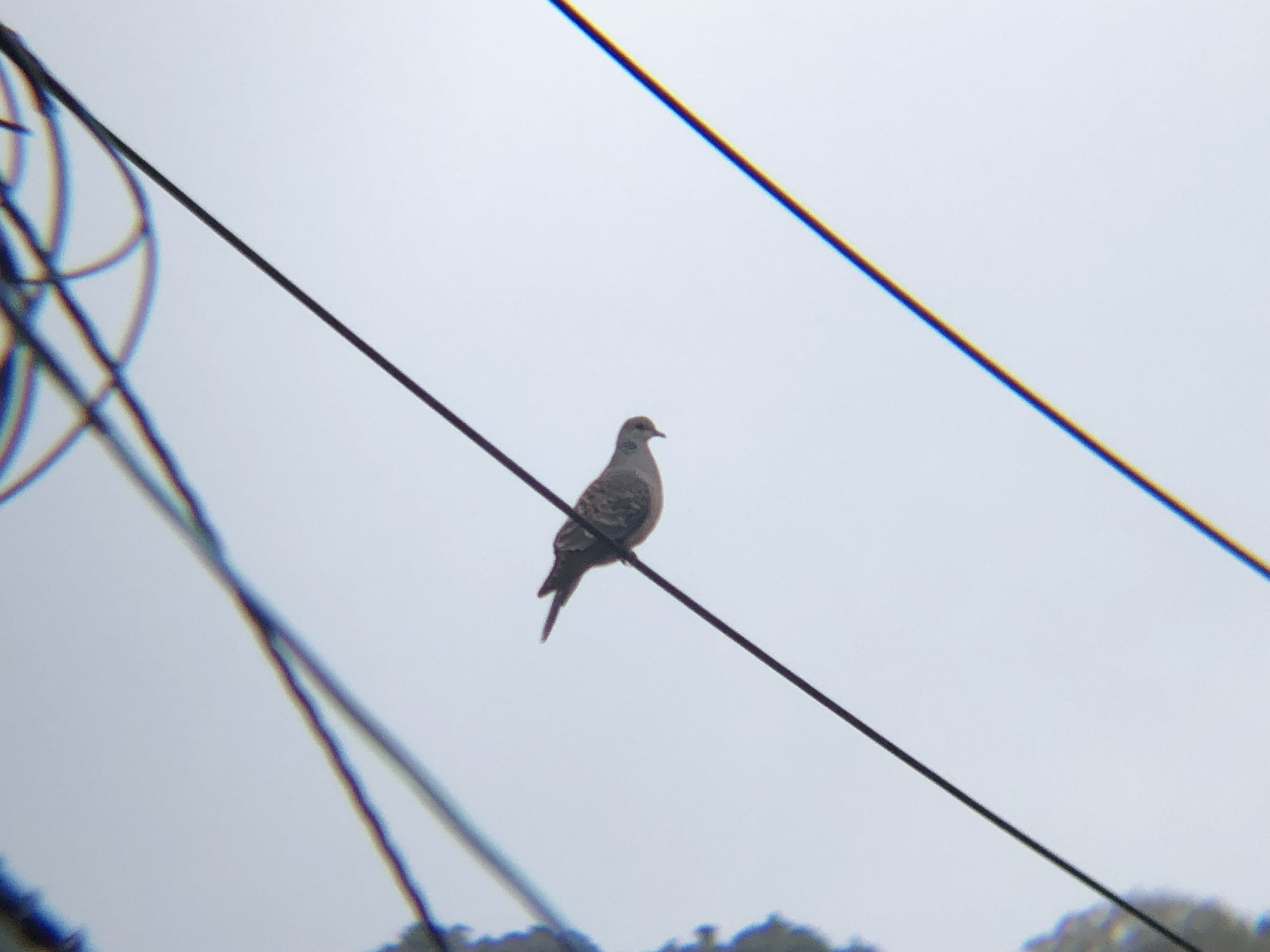 キジバト 高松市牟礼町 ４月