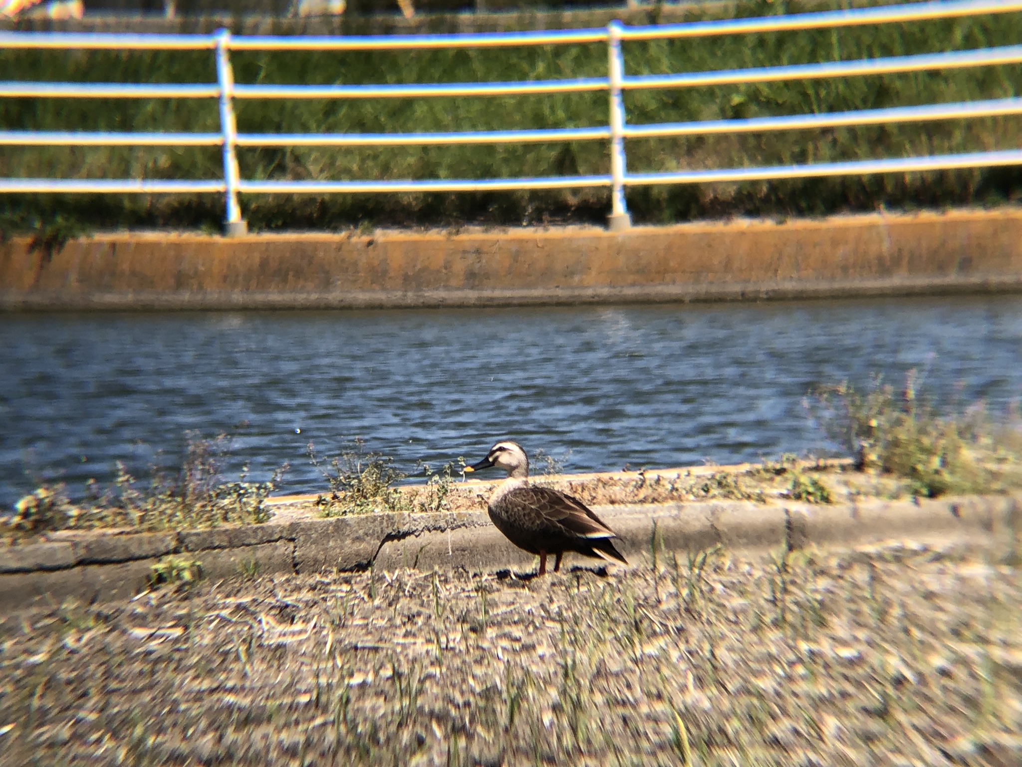 カルガモ 高松町 5月撮影