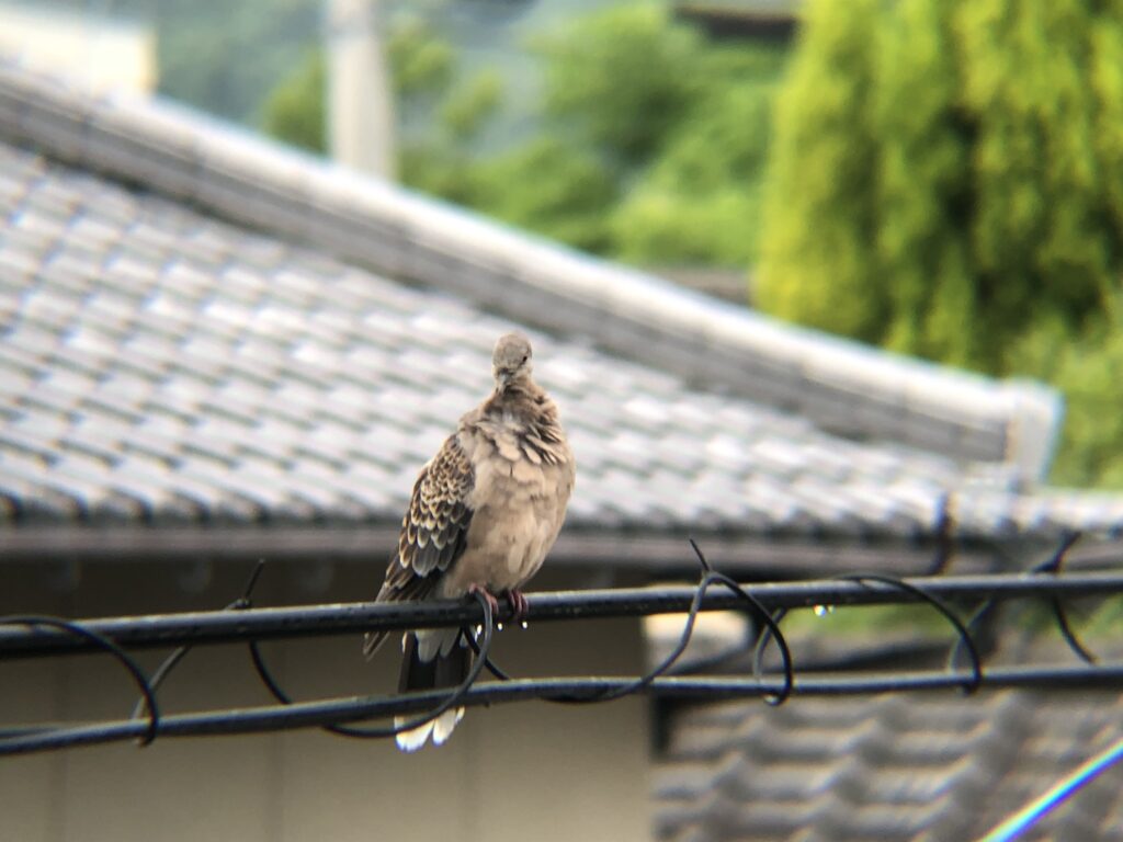 キジバト 高松市牟礼町６月