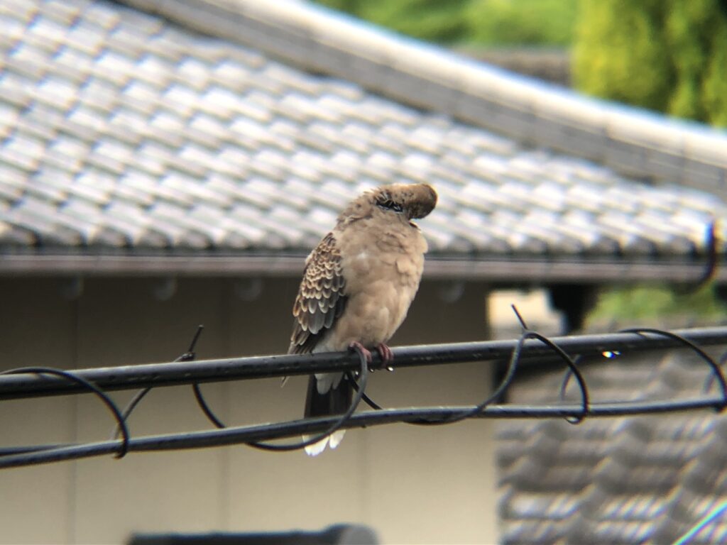 キジバト 高松市牟礼町６月