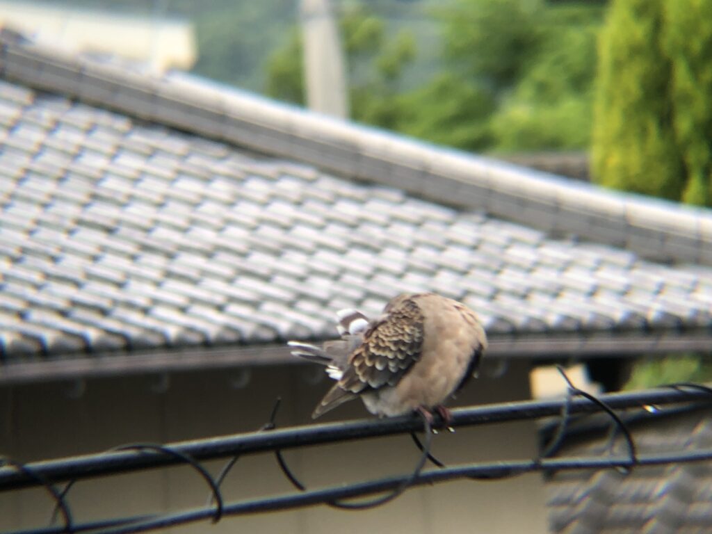 キジバト 高松市牟礼町６月