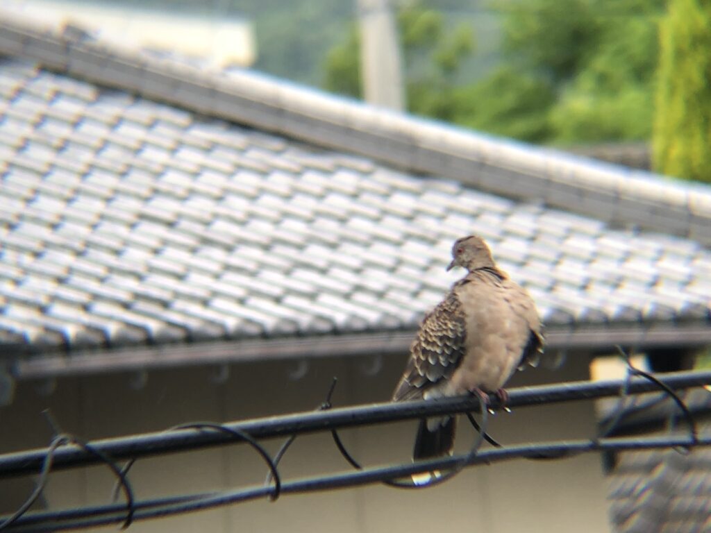 キジバト