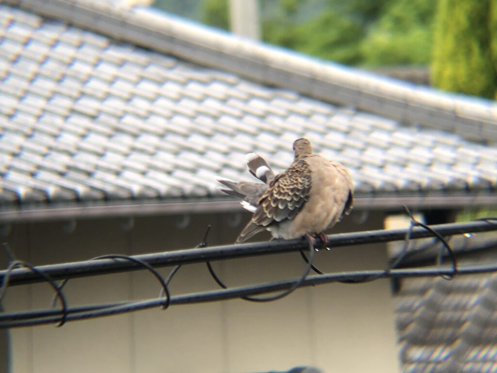 キジバト