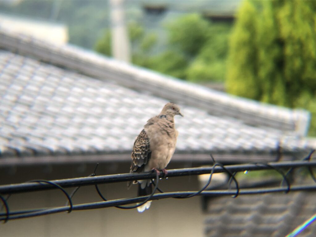 キジバト