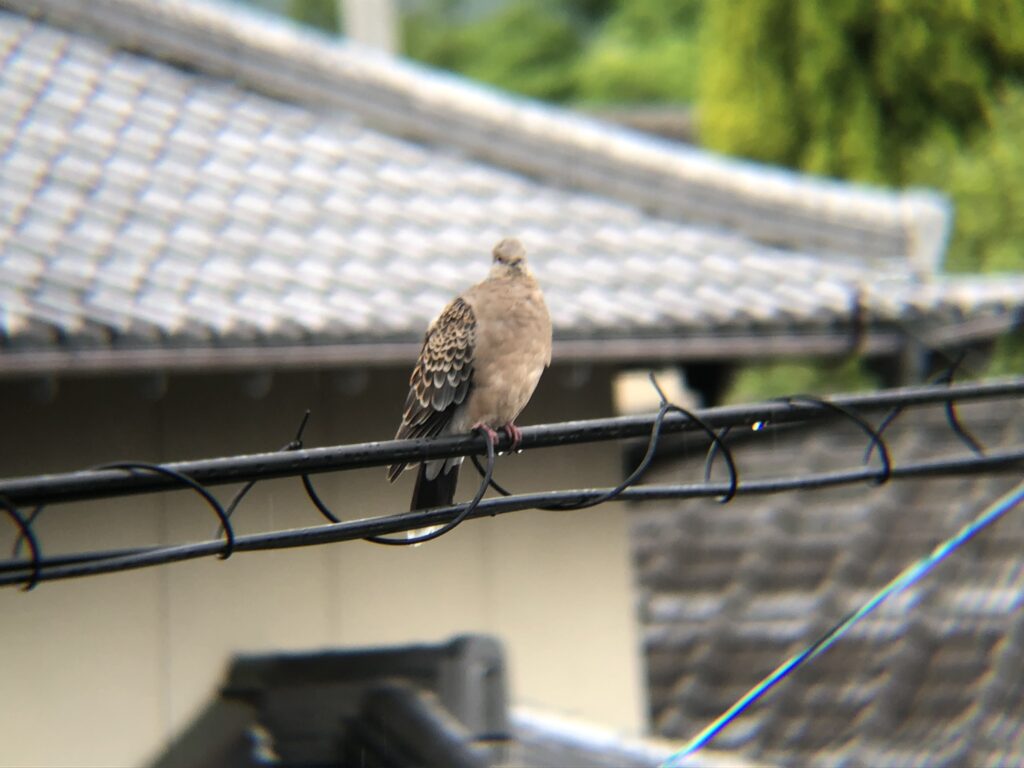 キジバト
