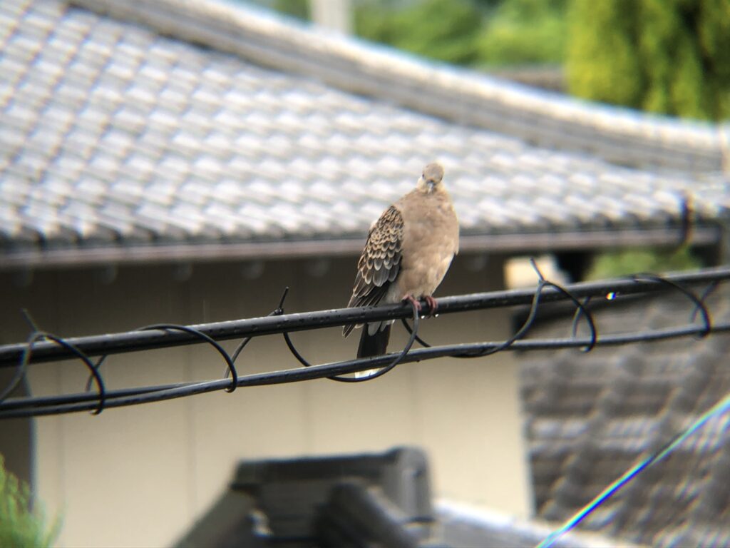 キジバト