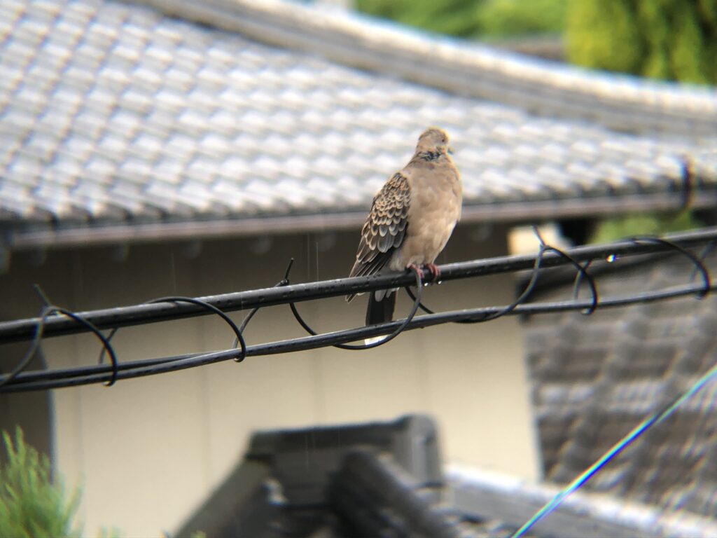 キジバト