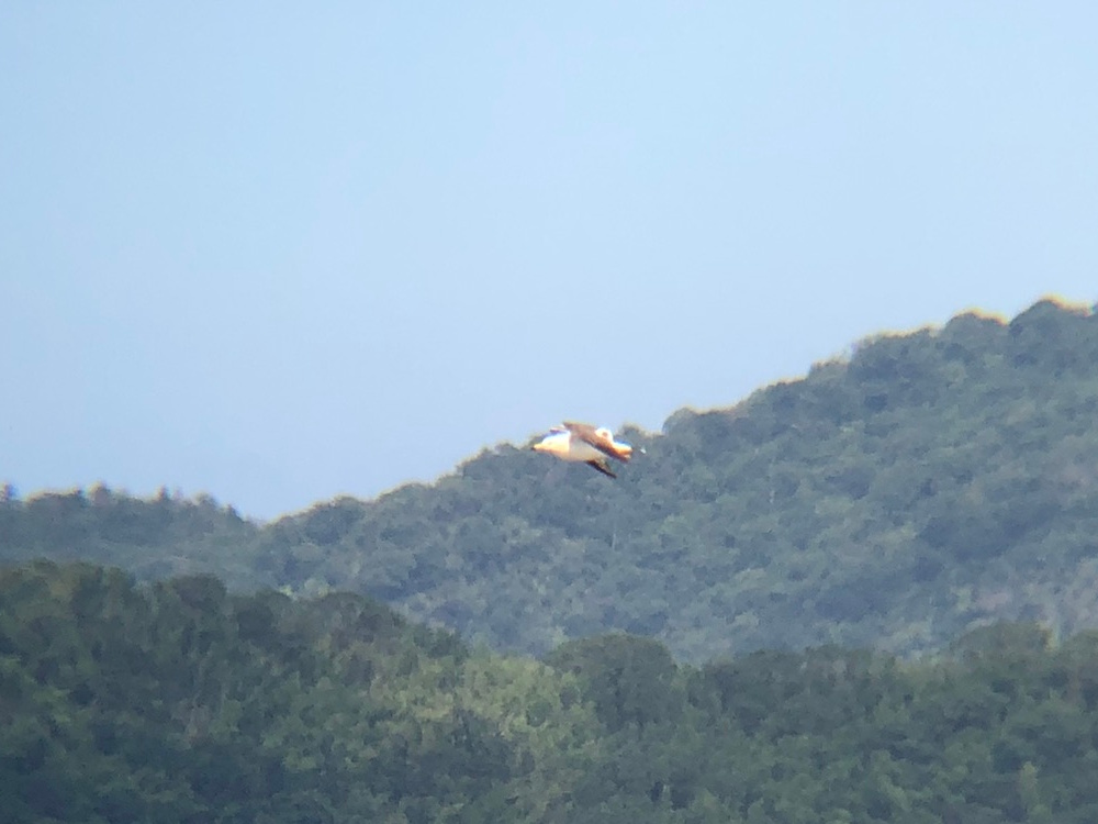 ウミネコ 高松市牟礼