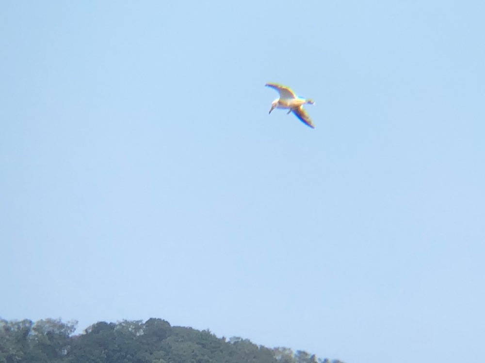 ウミネコ 高松市牟礼