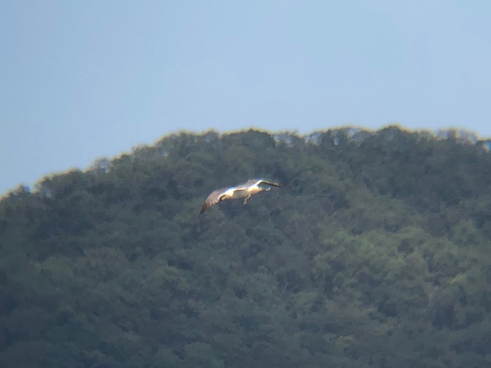 ウミネコ 高松市牟礼
