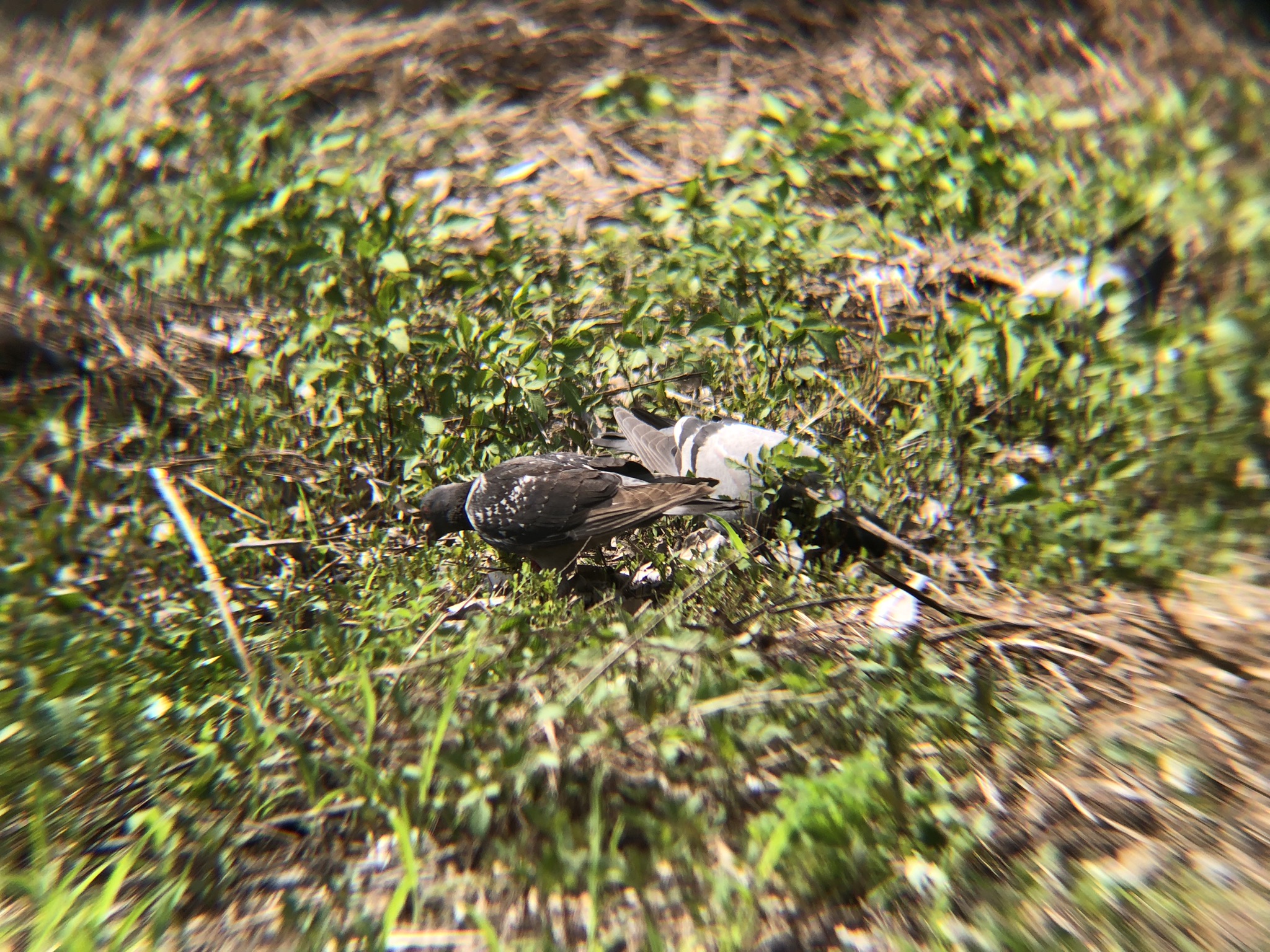 鳩