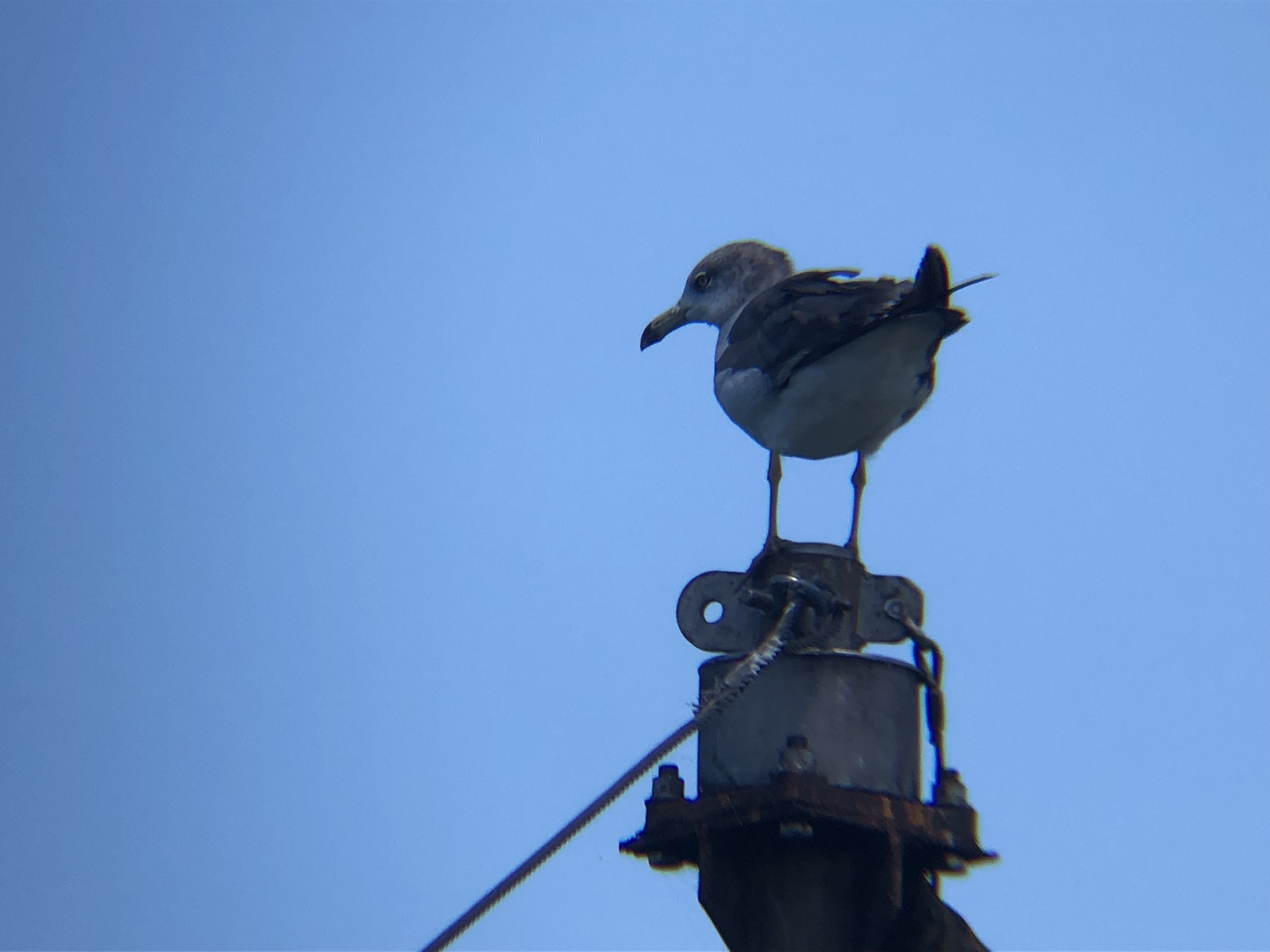 ウミネコ 高松市牟礼町 原8月