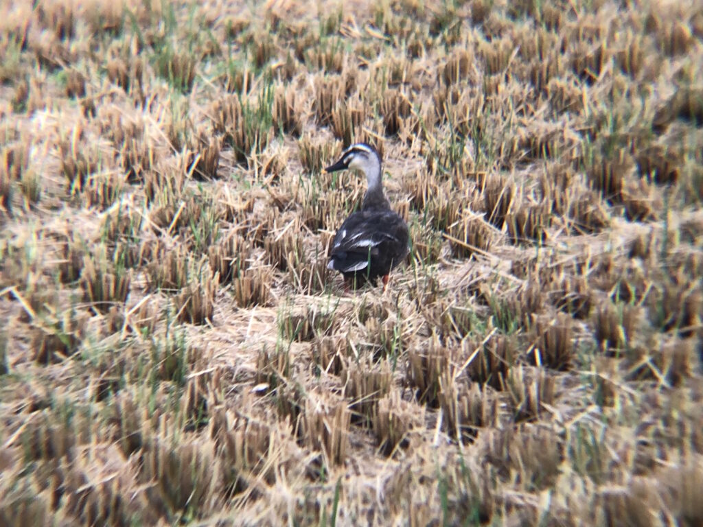田んぼのカルガモ