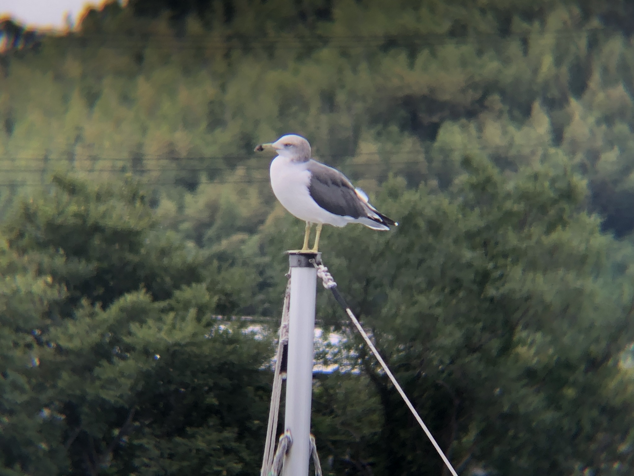ウミネコ 高松市屋島壇ノ浦9月