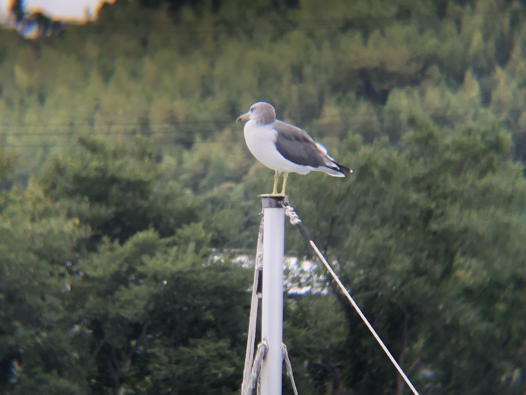 ウミネコ 高松市屋島壇ノ浦9月