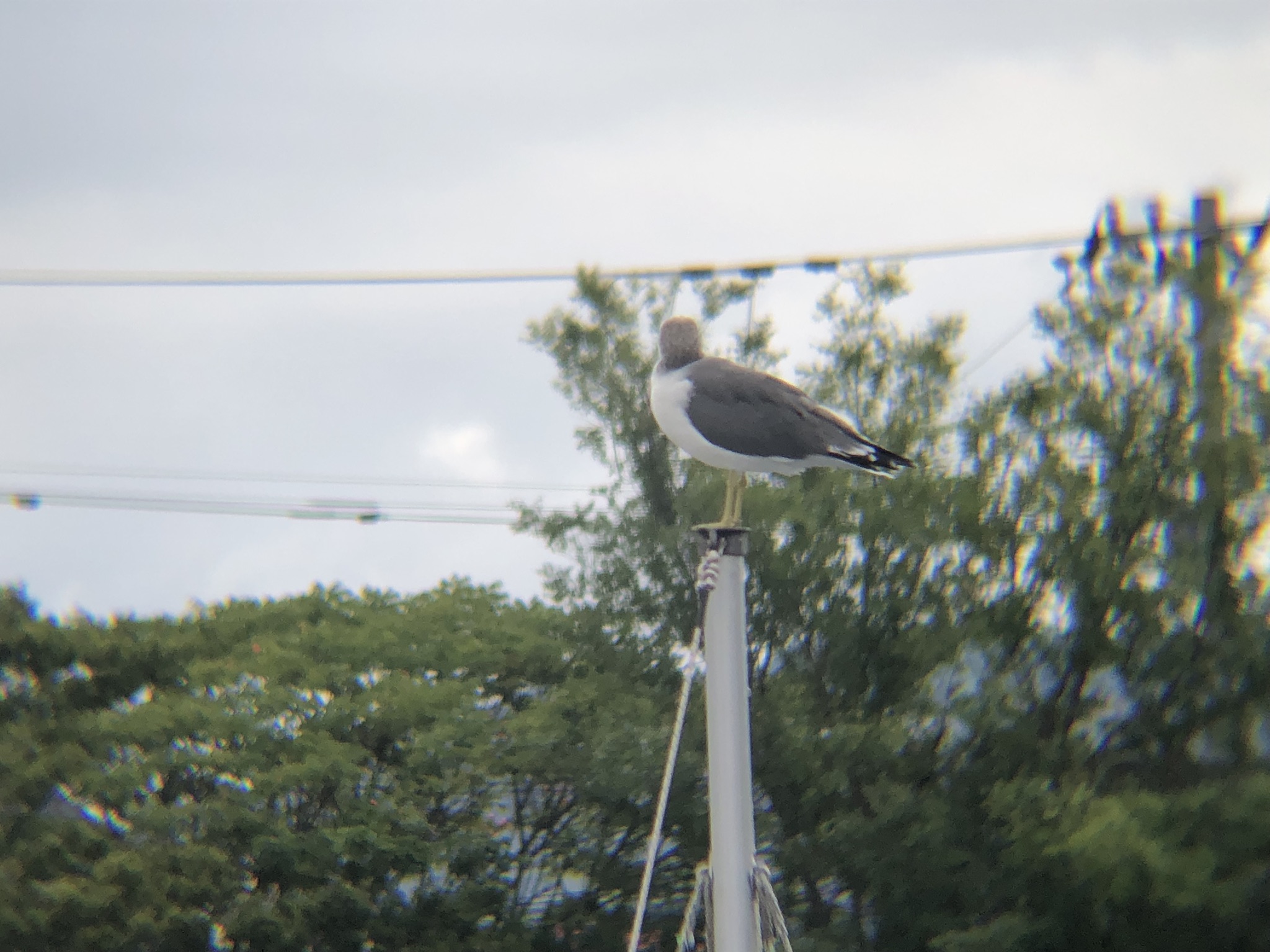 ウミネコ 高松市屋島壇ノ浦9月