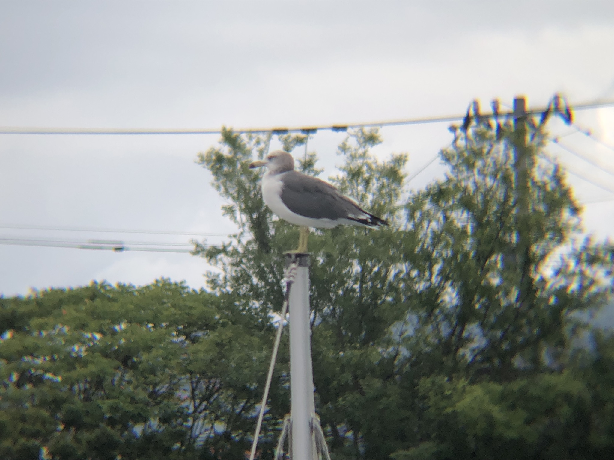 ウミネコ 高松市屋島壇ノ浦9月