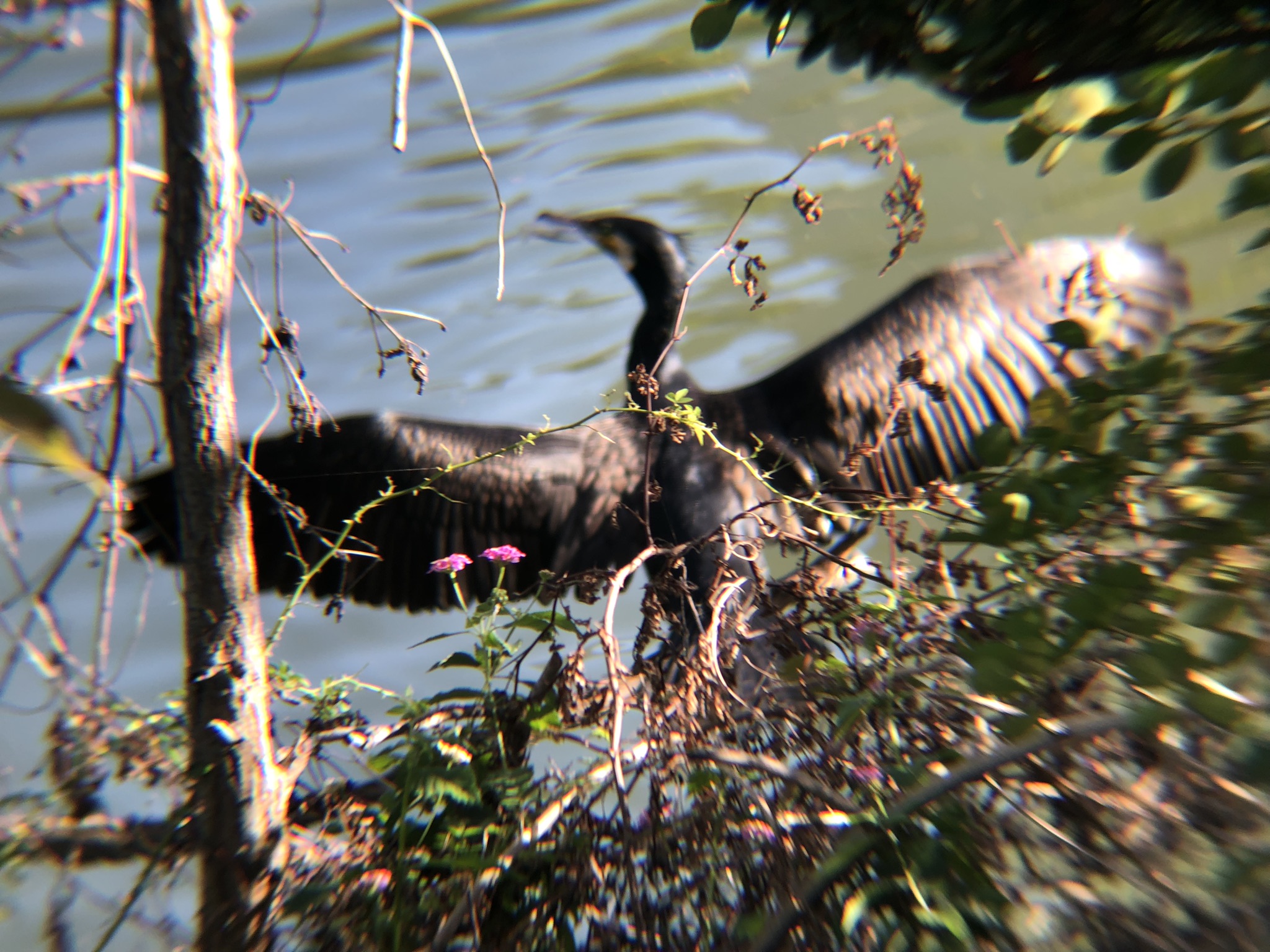 カワウ 高松市屋島10月
