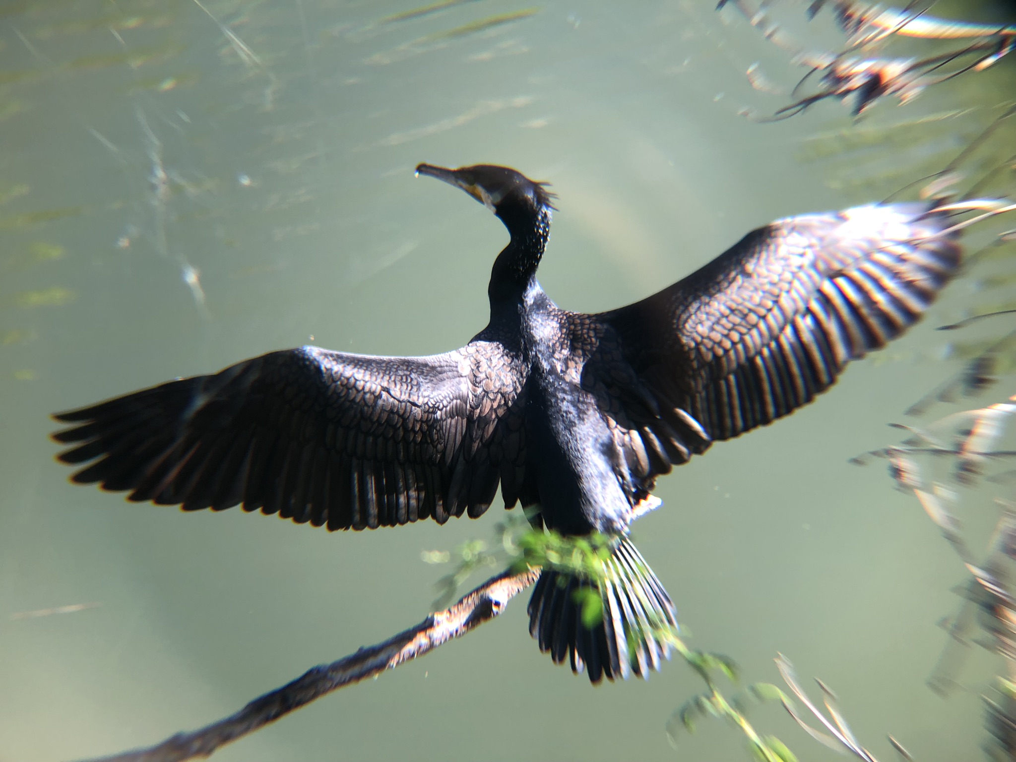 カワウ 高松市屋島10月