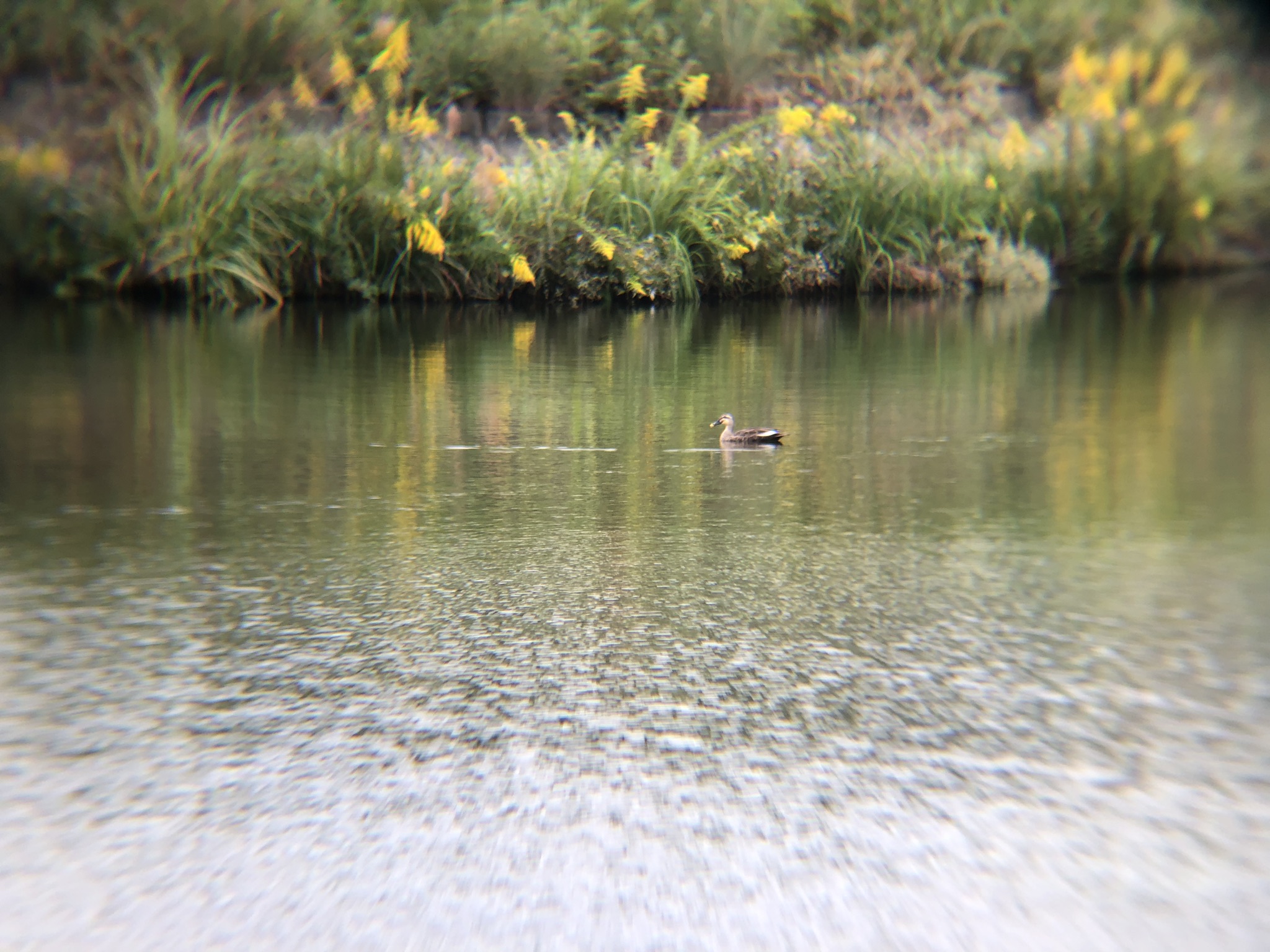 カルガモ 高松市牟礼 10月撮影