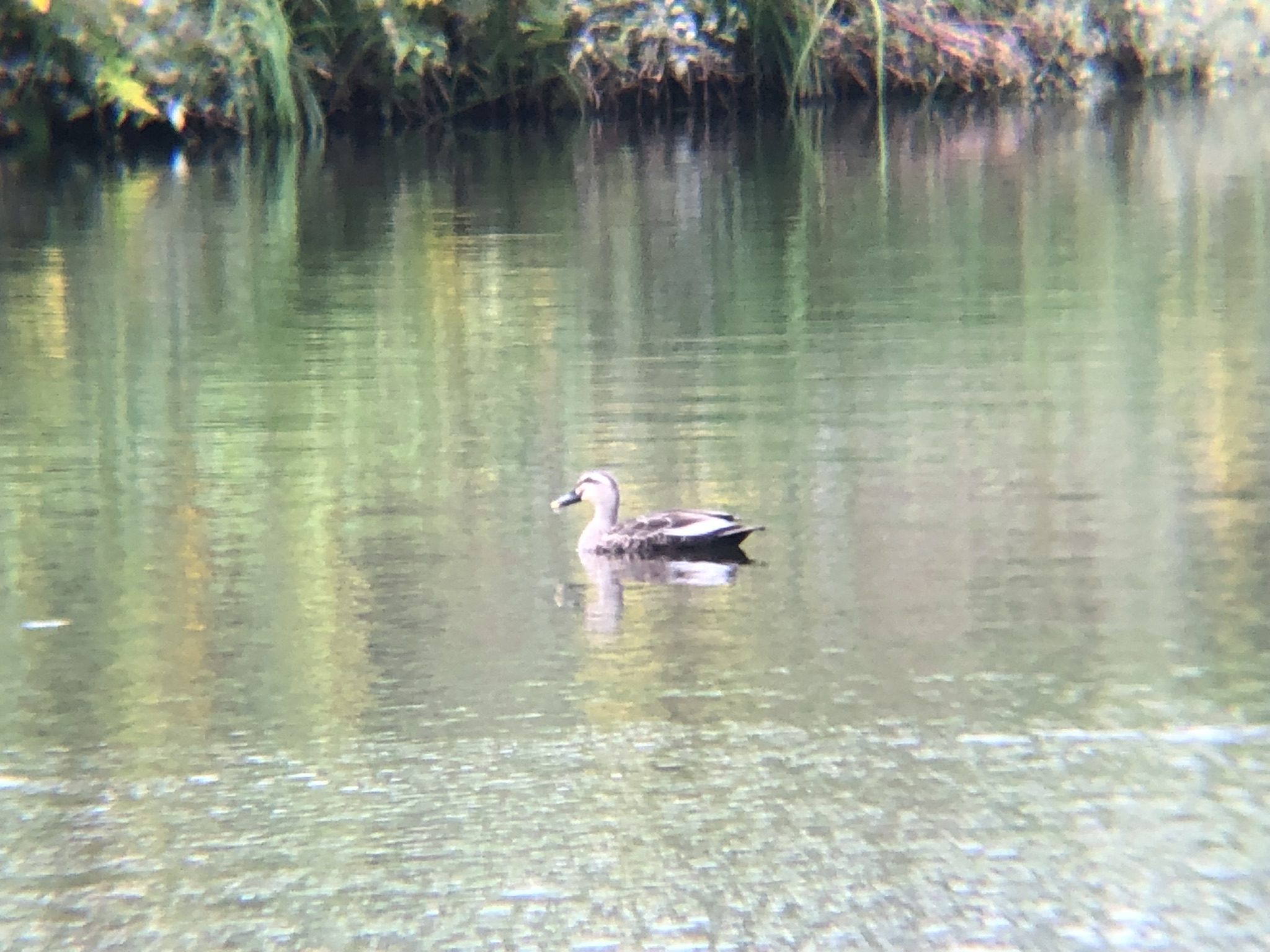 カルガモ 高松市牟礼 10月撮影