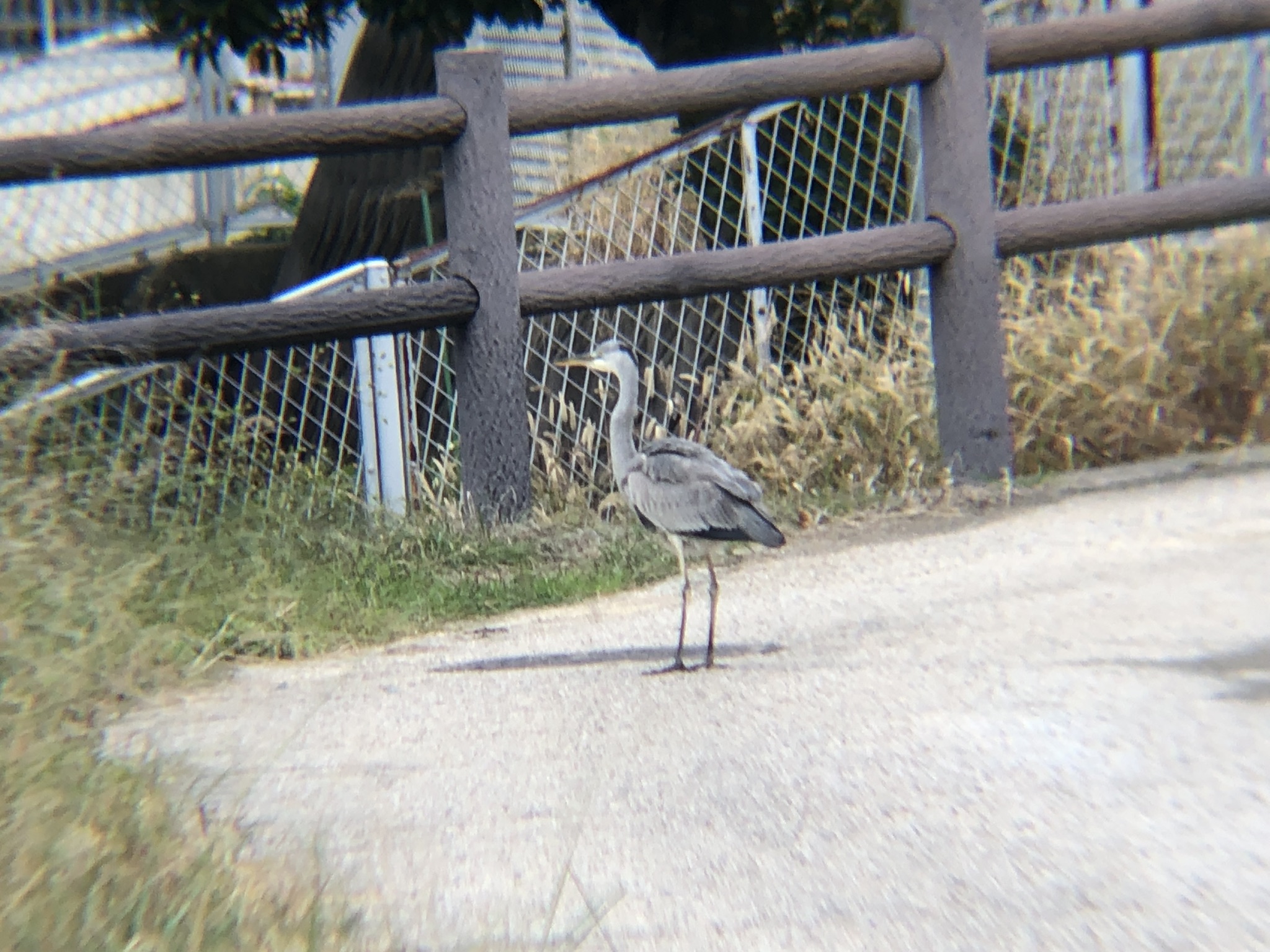 アオサギ 高松市牟礼町10月