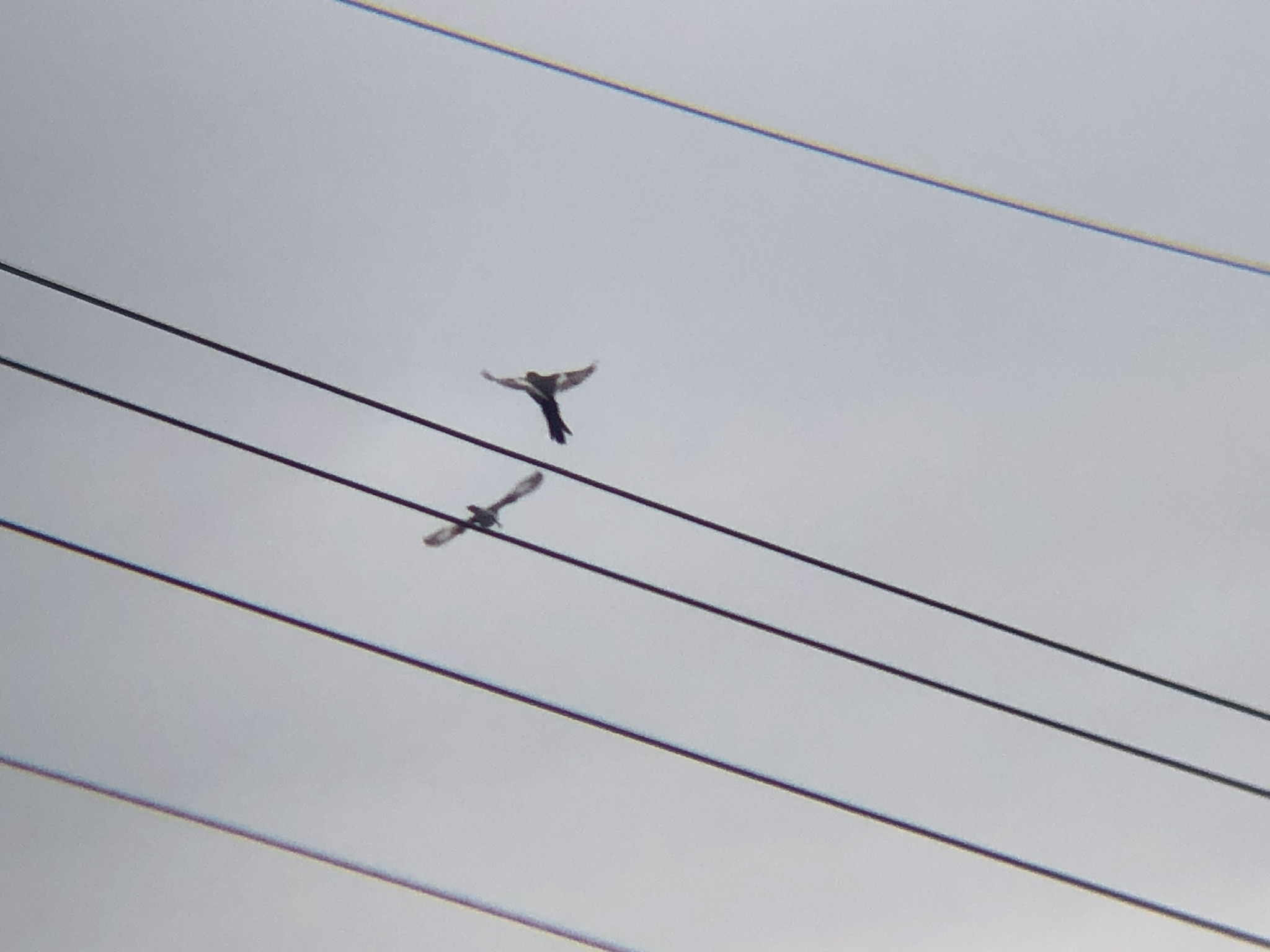 セグロセキレイ牟礼町10月
