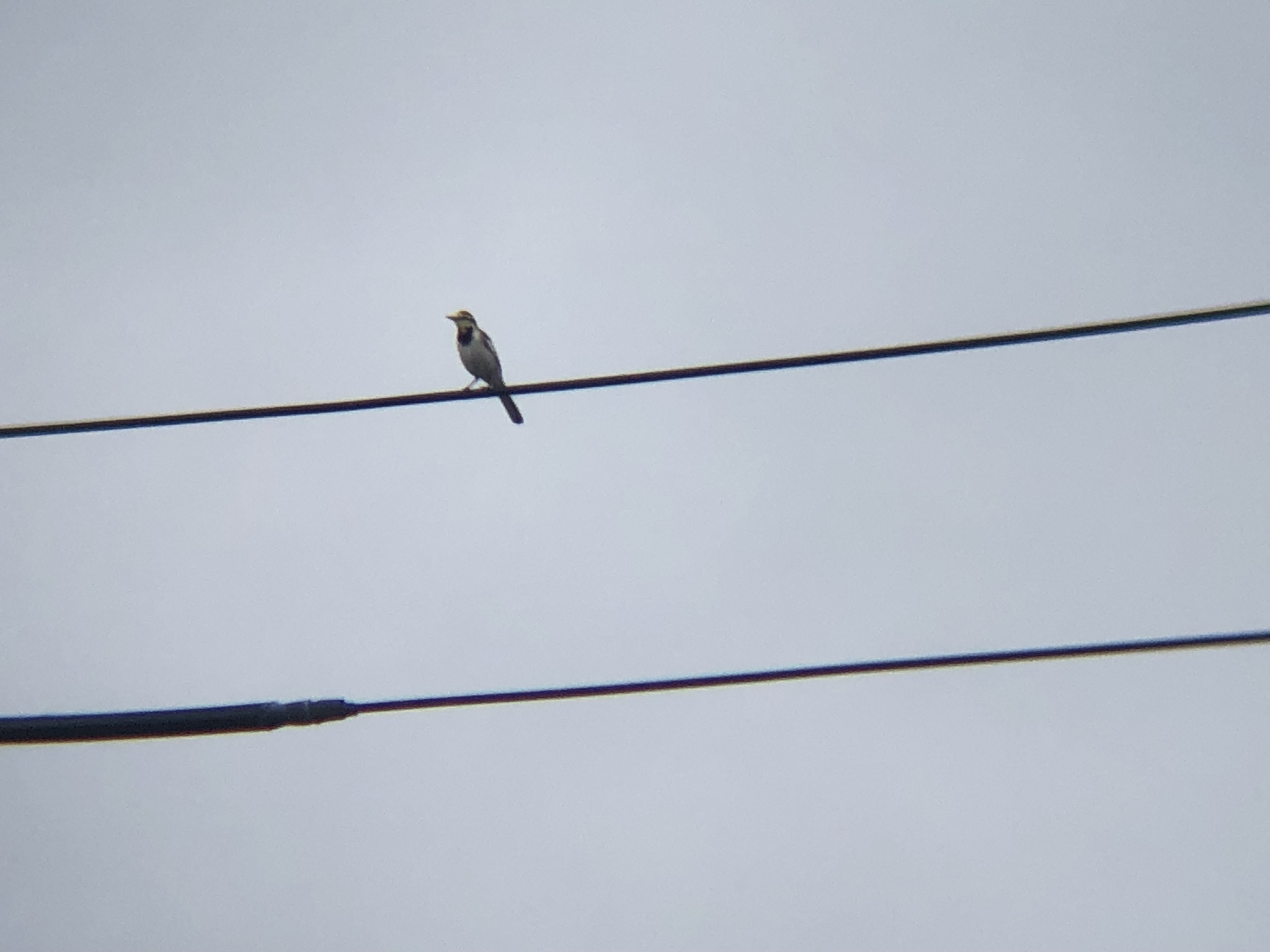 セグロセキレイ牟礼町10月